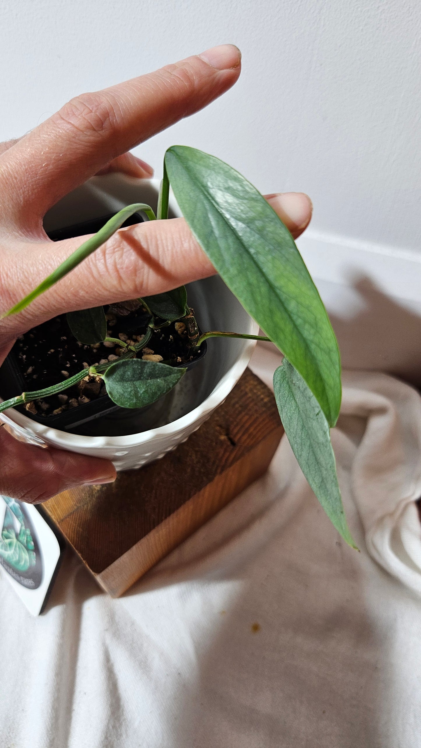 Epipremnum Cebu blue (EPI-220)