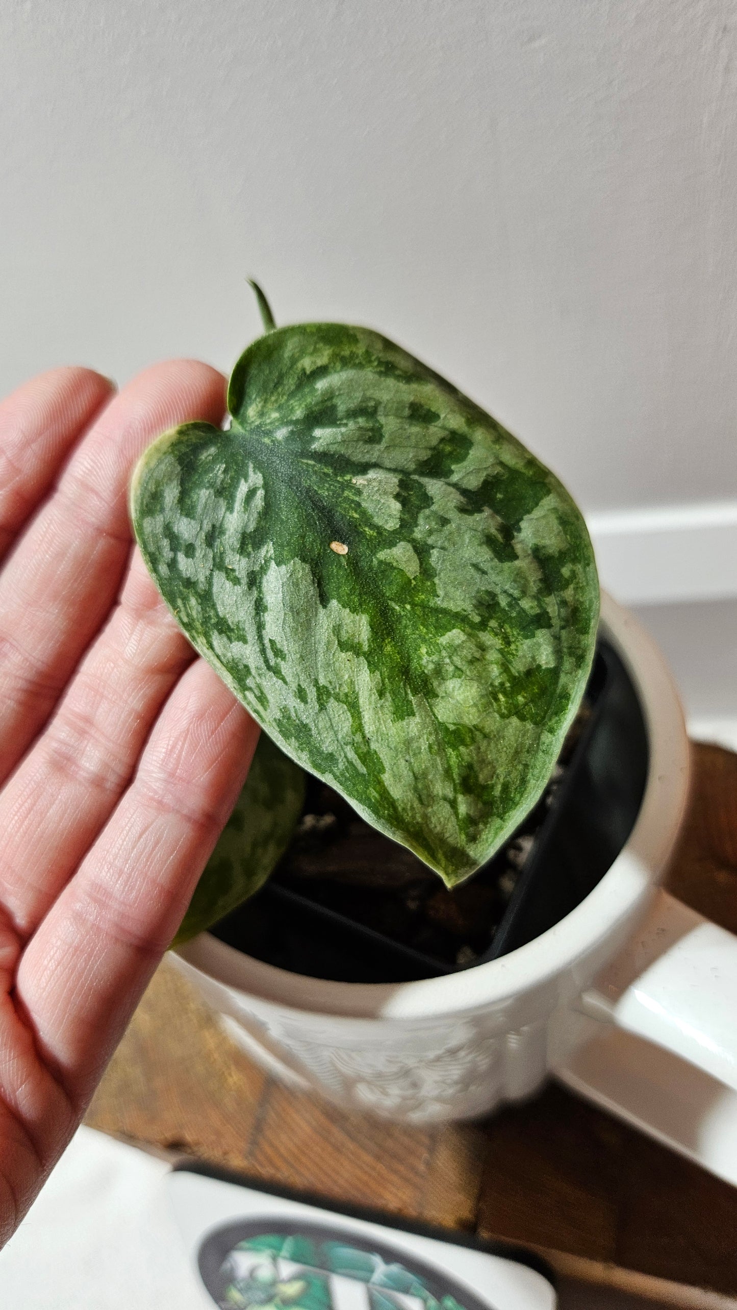 Scindapsus Geulis (SCI-1217)