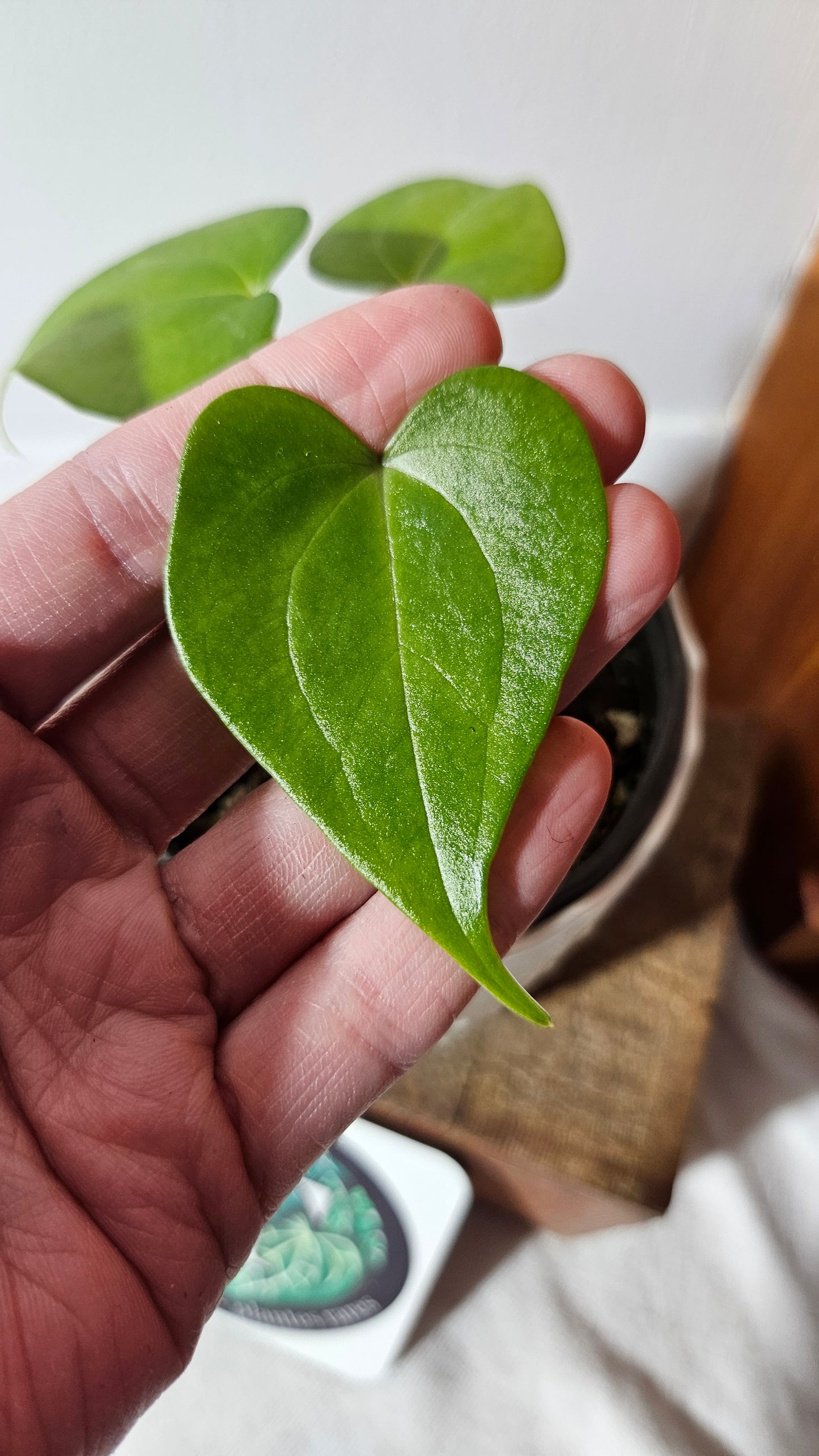 Anthurium Pterodactyl "format PETIT" (ANT-248)