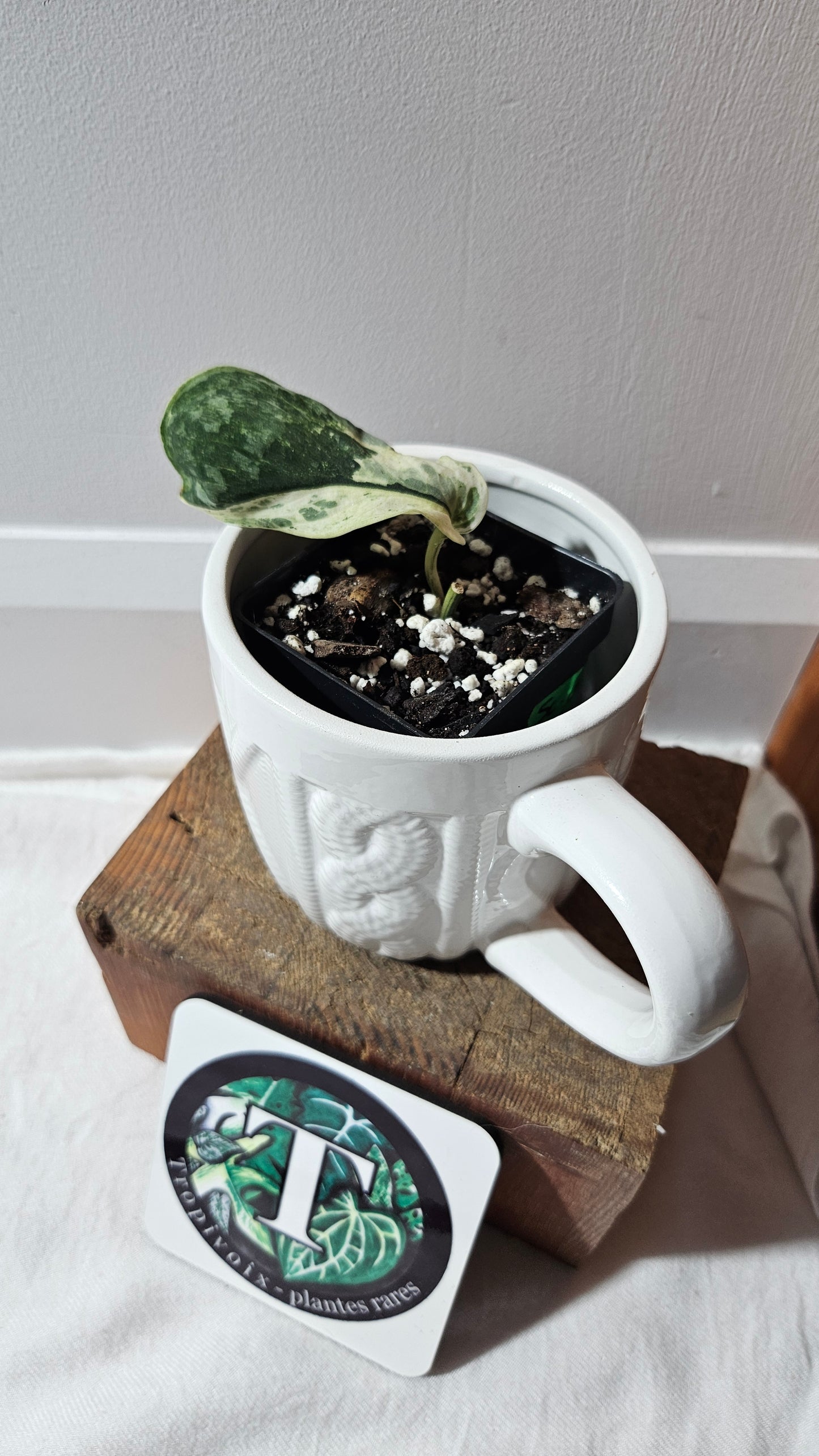 Scindapsus Black Dragon white (SCI-1073)