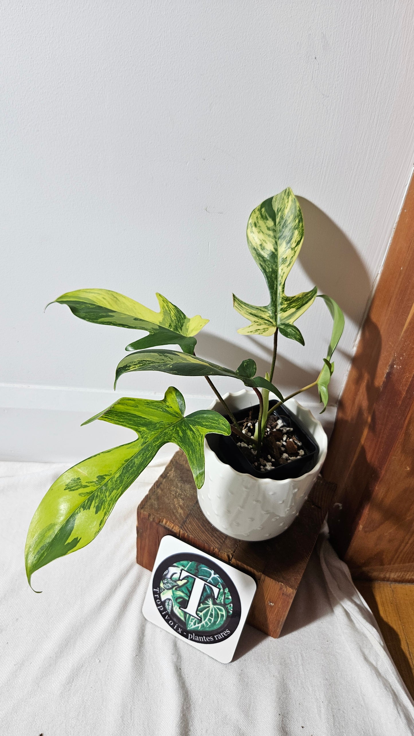 Philodendron Florida Beauty (PHI-817)