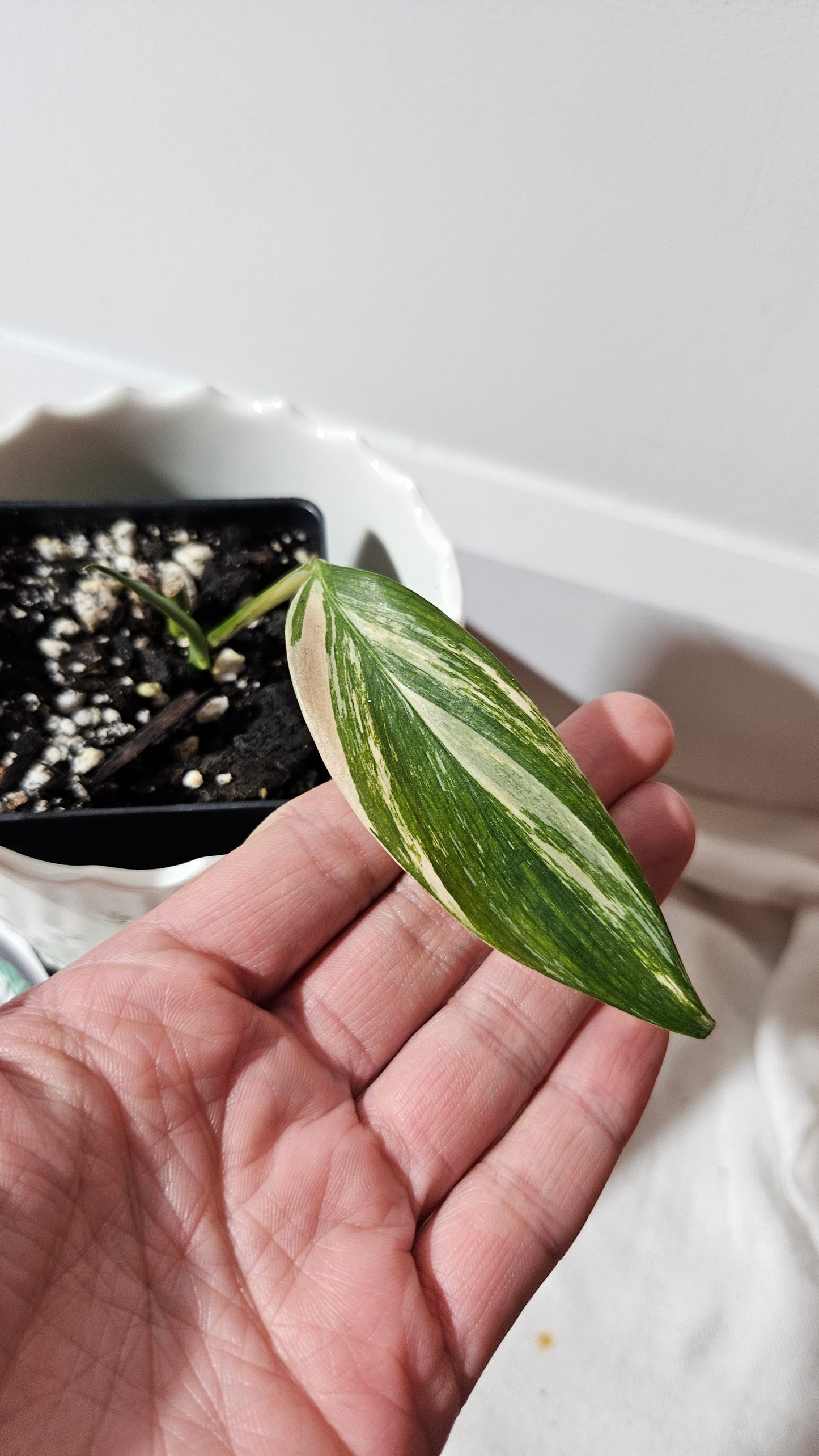 Epipremnum Amplissinum Variegata (EPI-218)