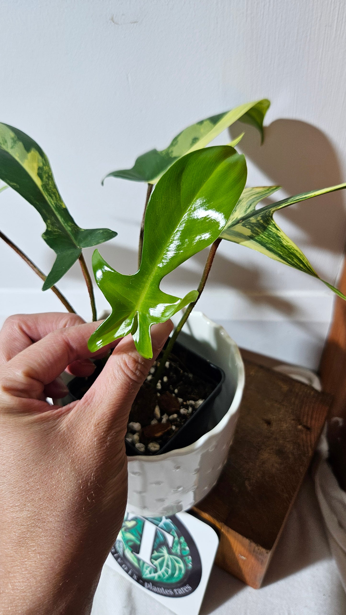 Philodendron Florida Beauty (PHI-817)
