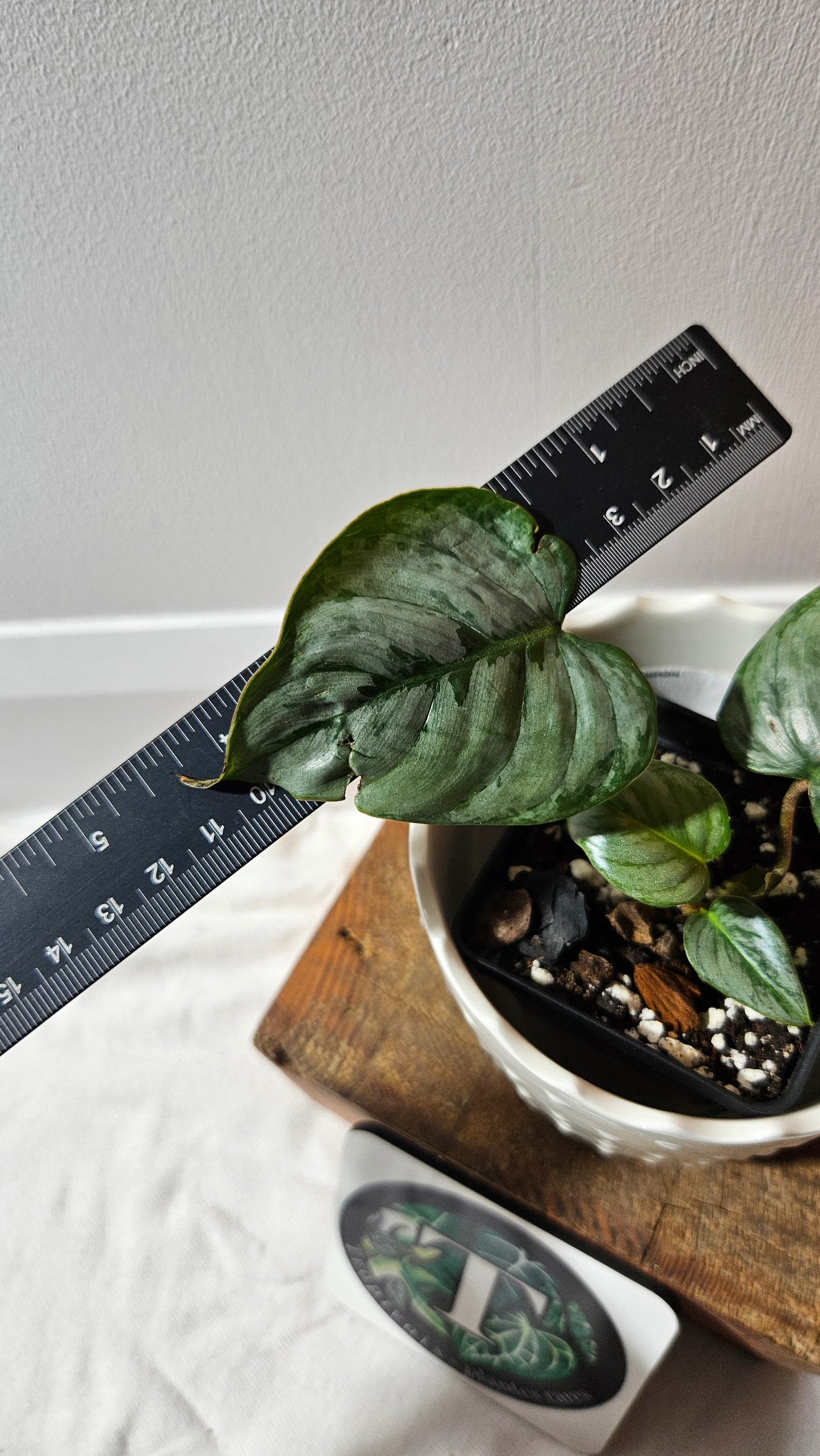 Philodendron Sodiroi (PHI-871)