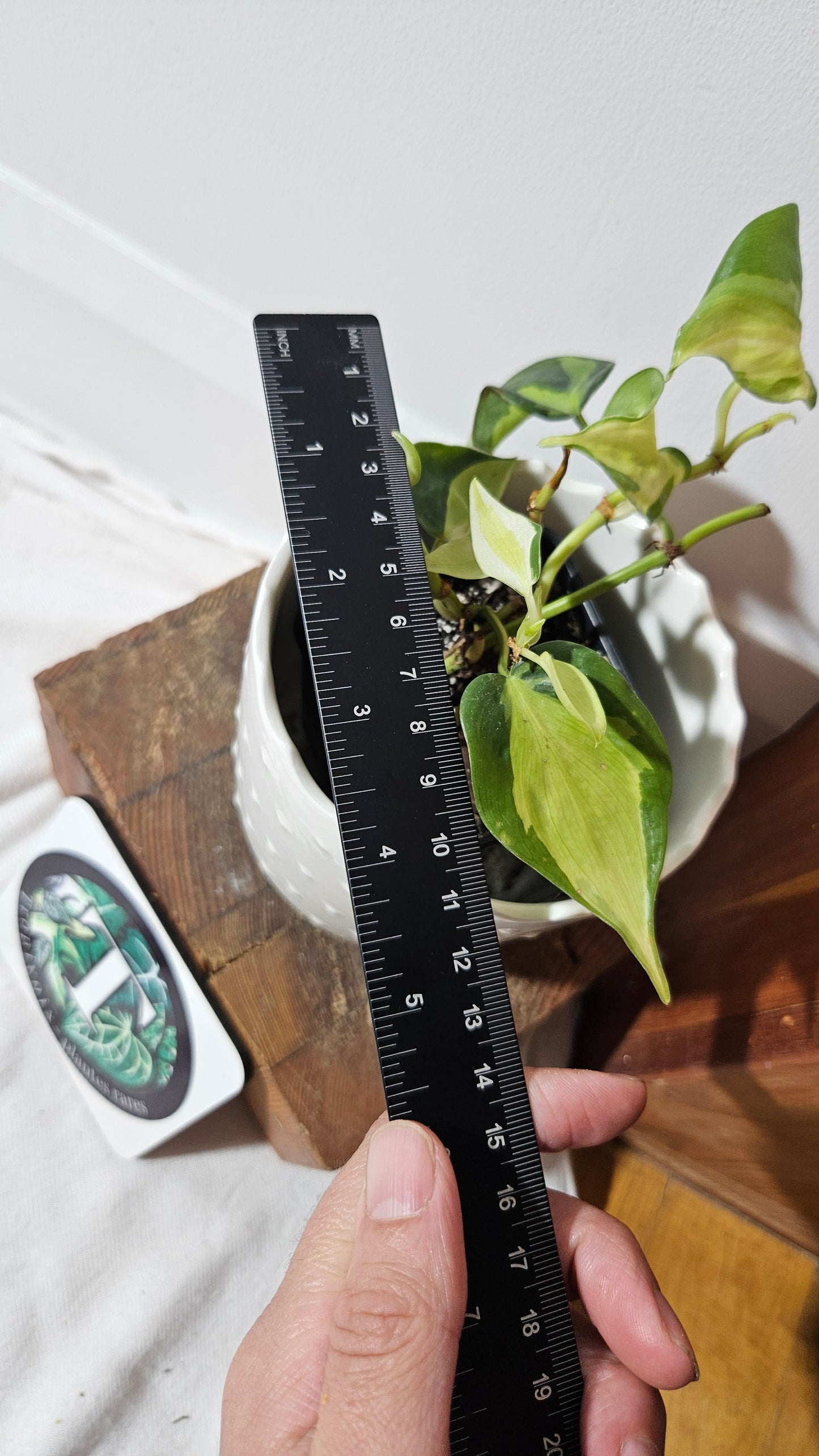 Philodendron Hederaceum Cream Splash (PHI-847)