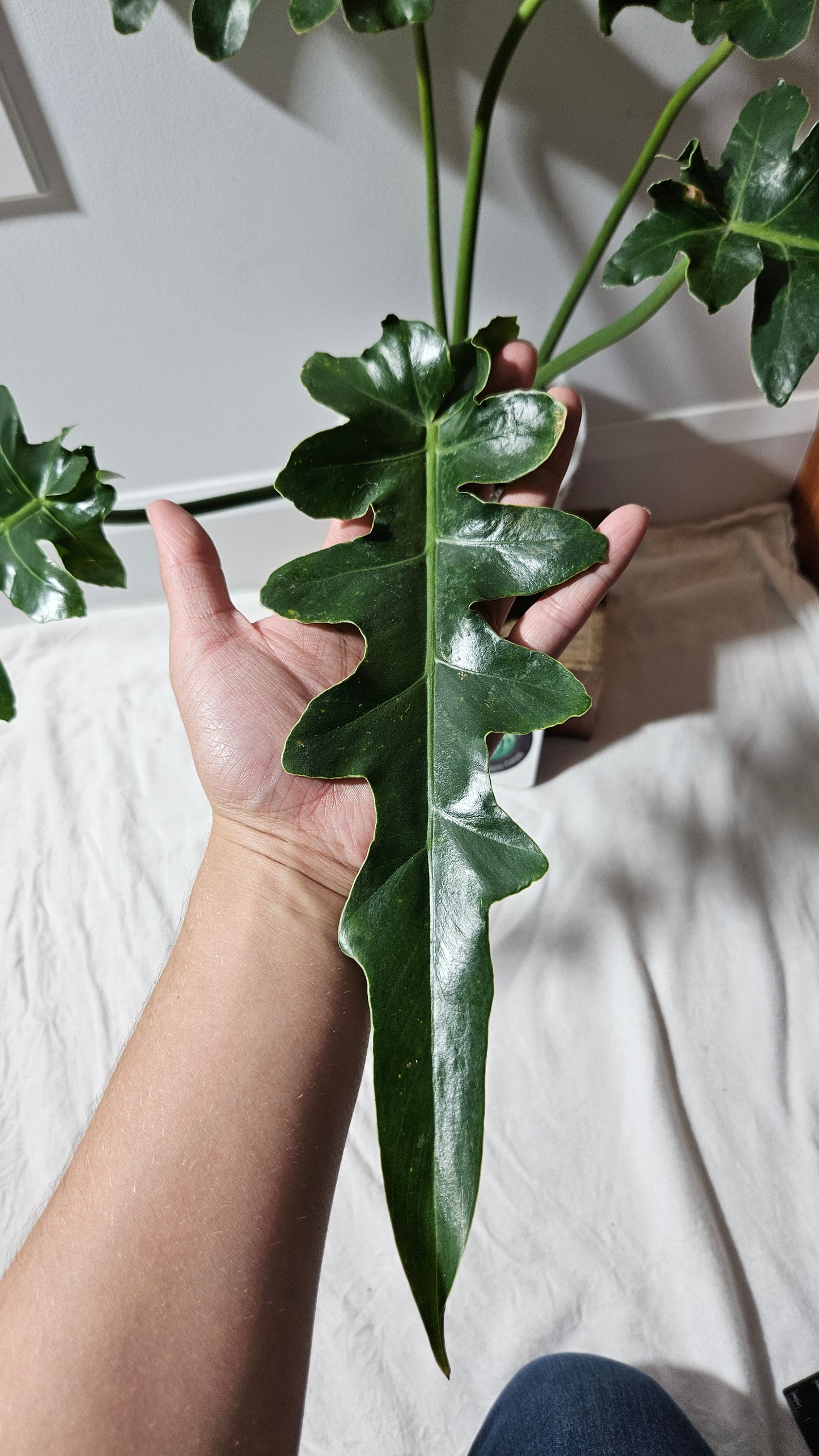 Philodendron Bob Cee (PHI-895)