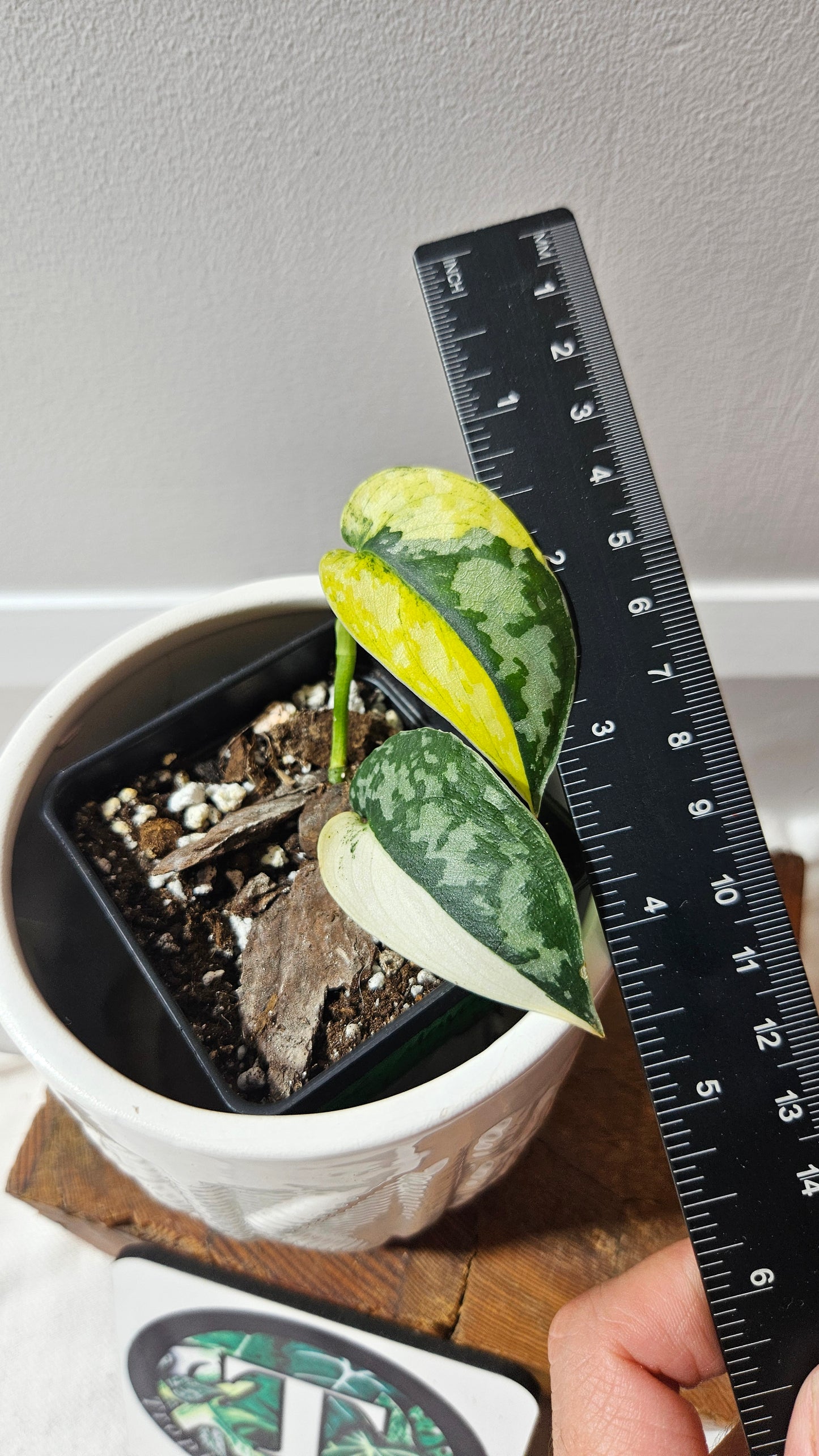 Scindapsus Mayari (SCI-1112)