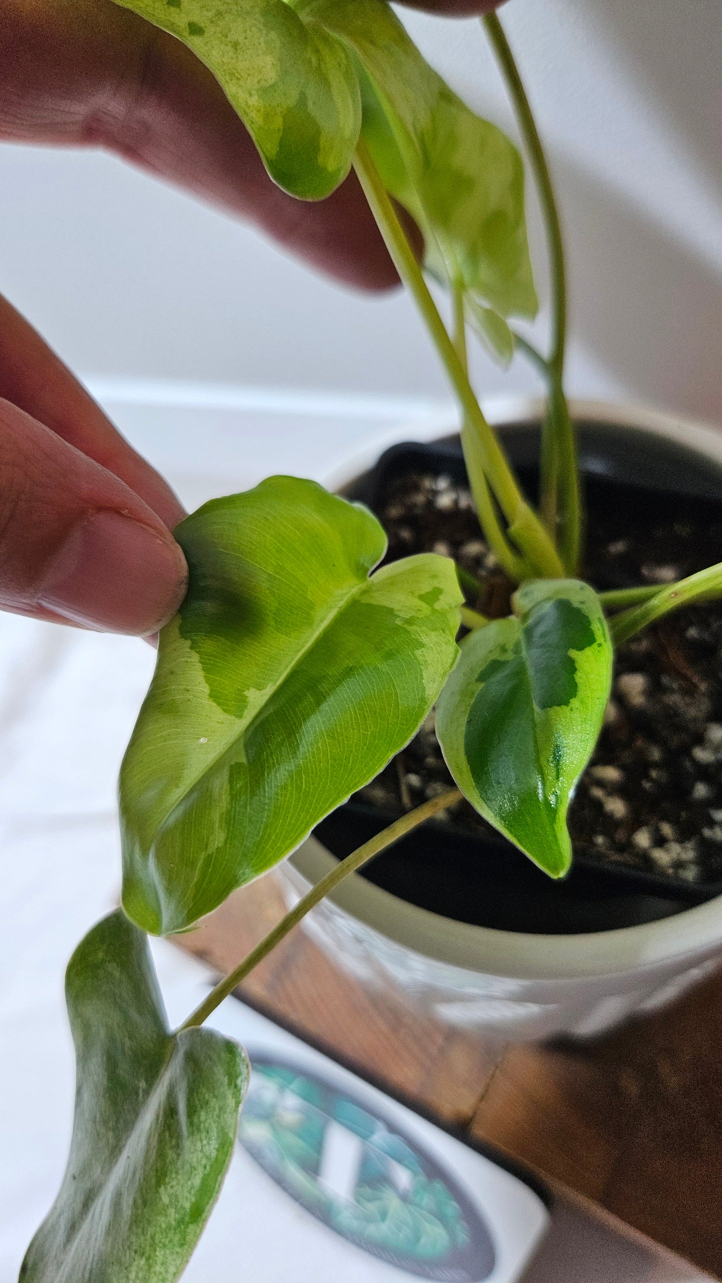 Philodendron BurleMarx Variegata X Paraiso Verde (PHI-913)