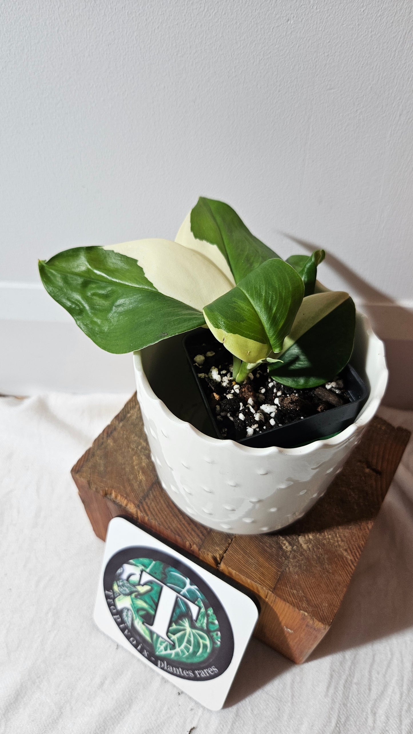 Scindapsus Moonlight Albo (SCI-975)
