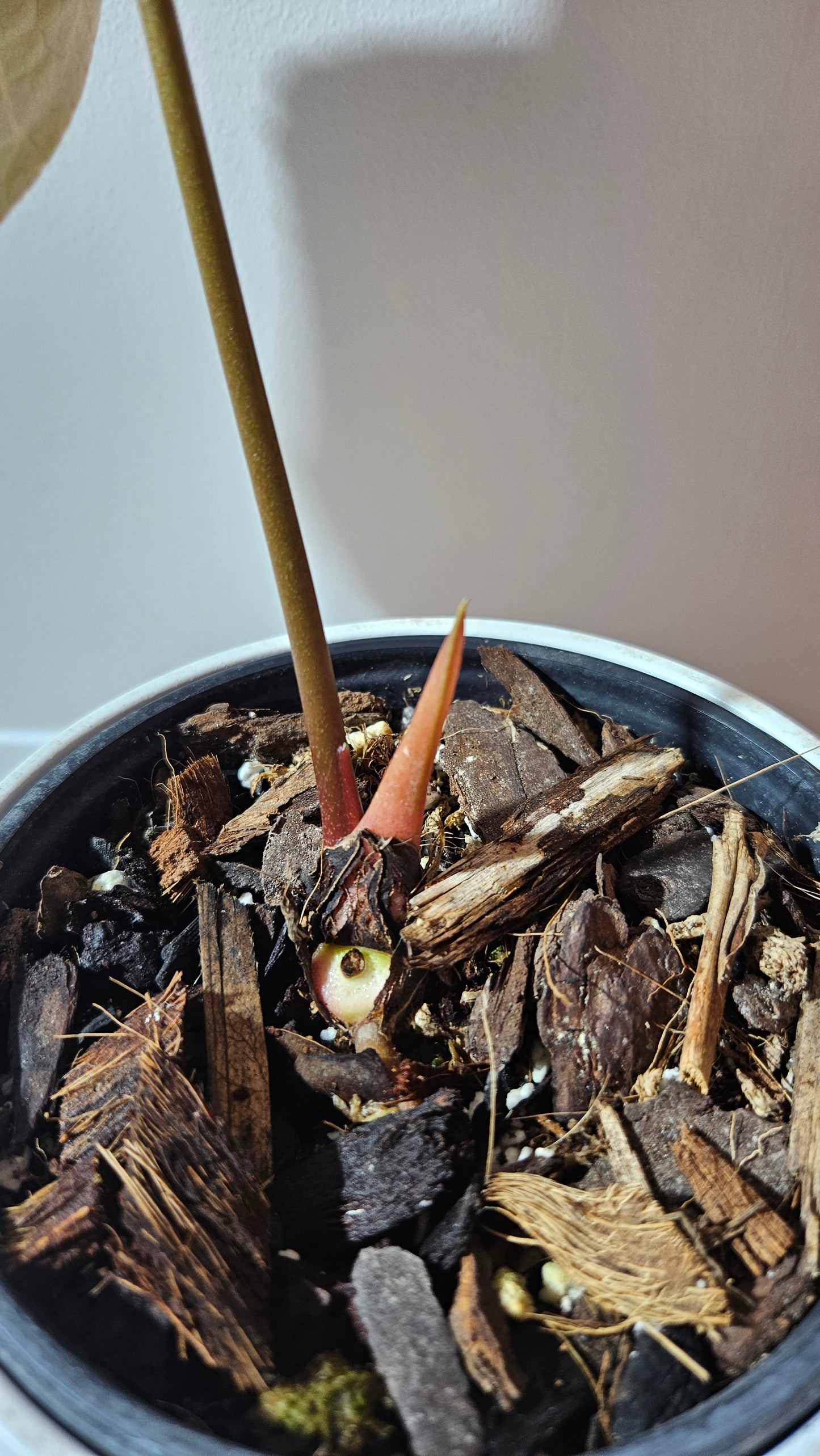 Anthurium Dressleri × Hoffmanii "format LARGE" (ANT-523)