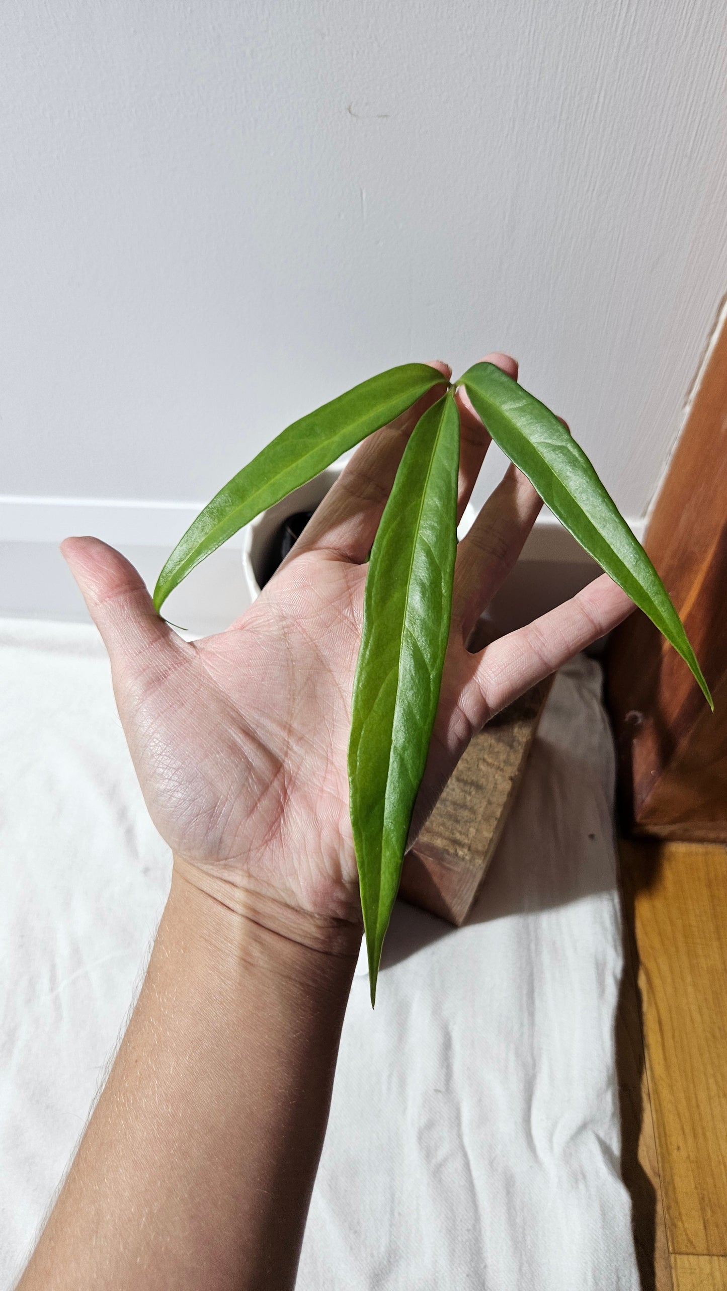 Anthurium Polydactylum "format MOYEN" (ANT-558)