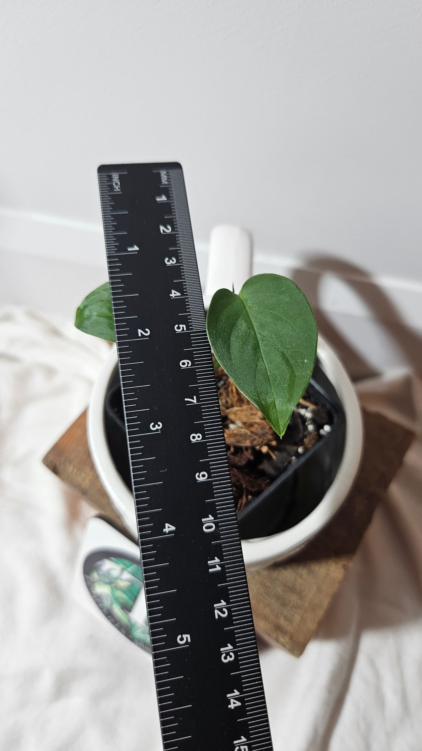 Monstera Obliqua Aff Indanza (MON-284)