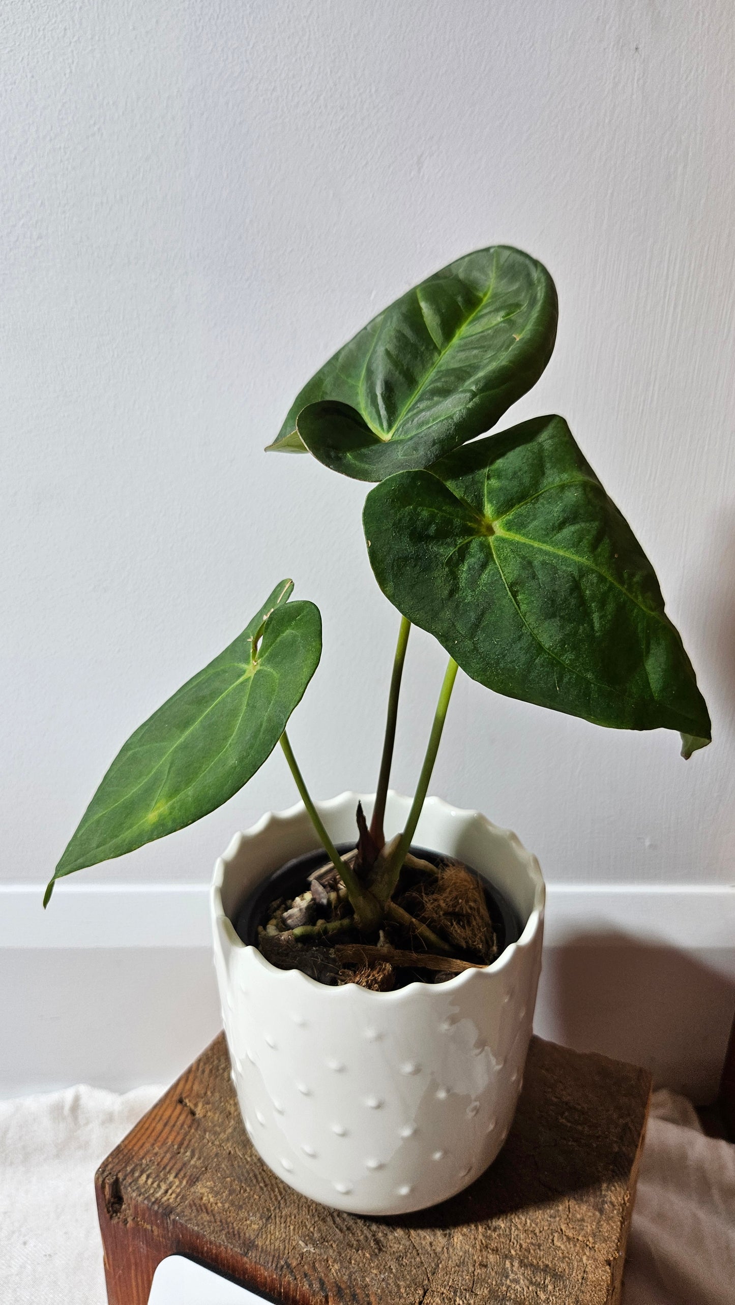 Anthurium Goliath "format MOYEN" (ANT-256)