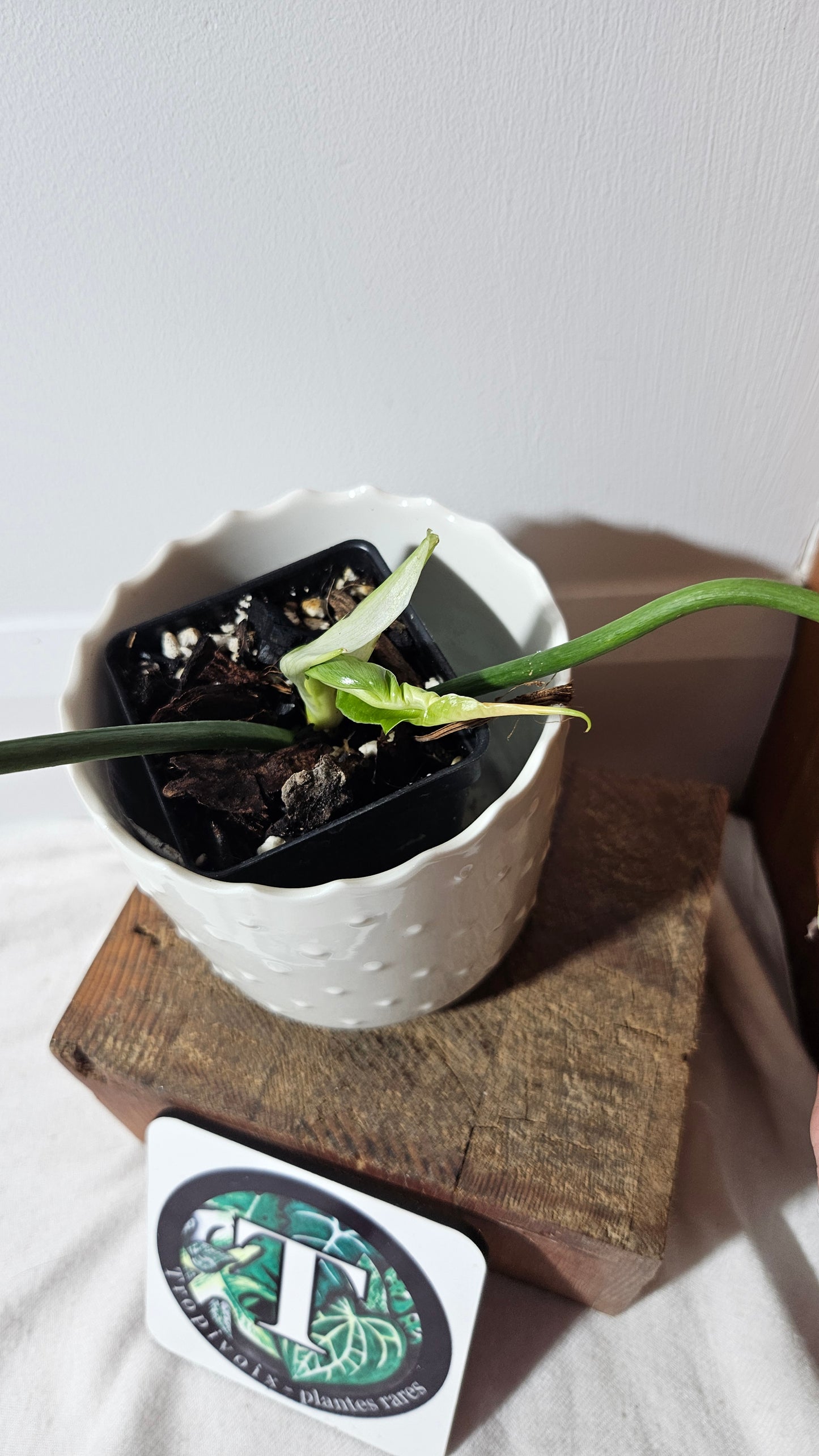 Philodendron Lime fiddle (PHI-751)