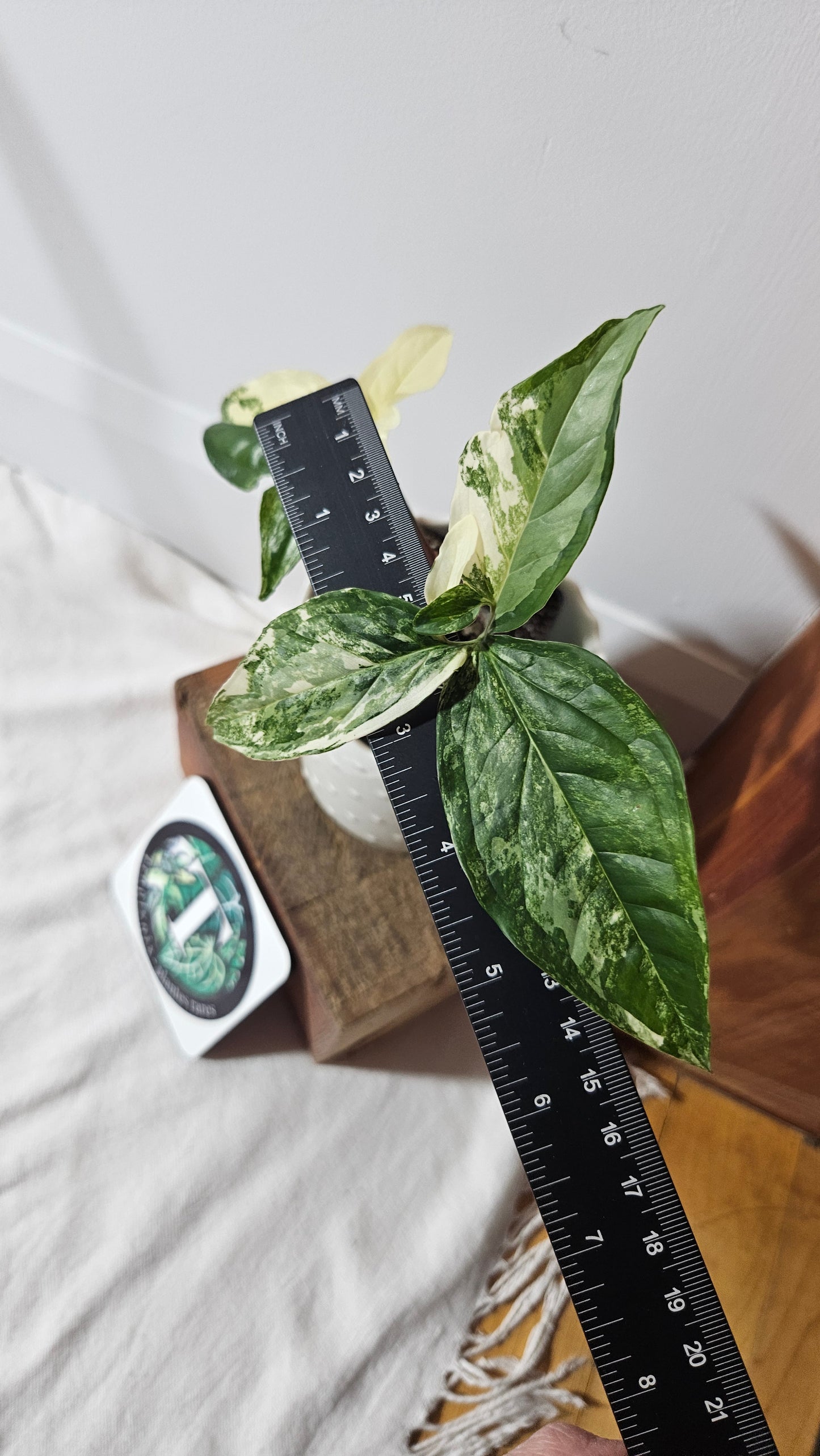 Syngonium Albo (SYN-352)