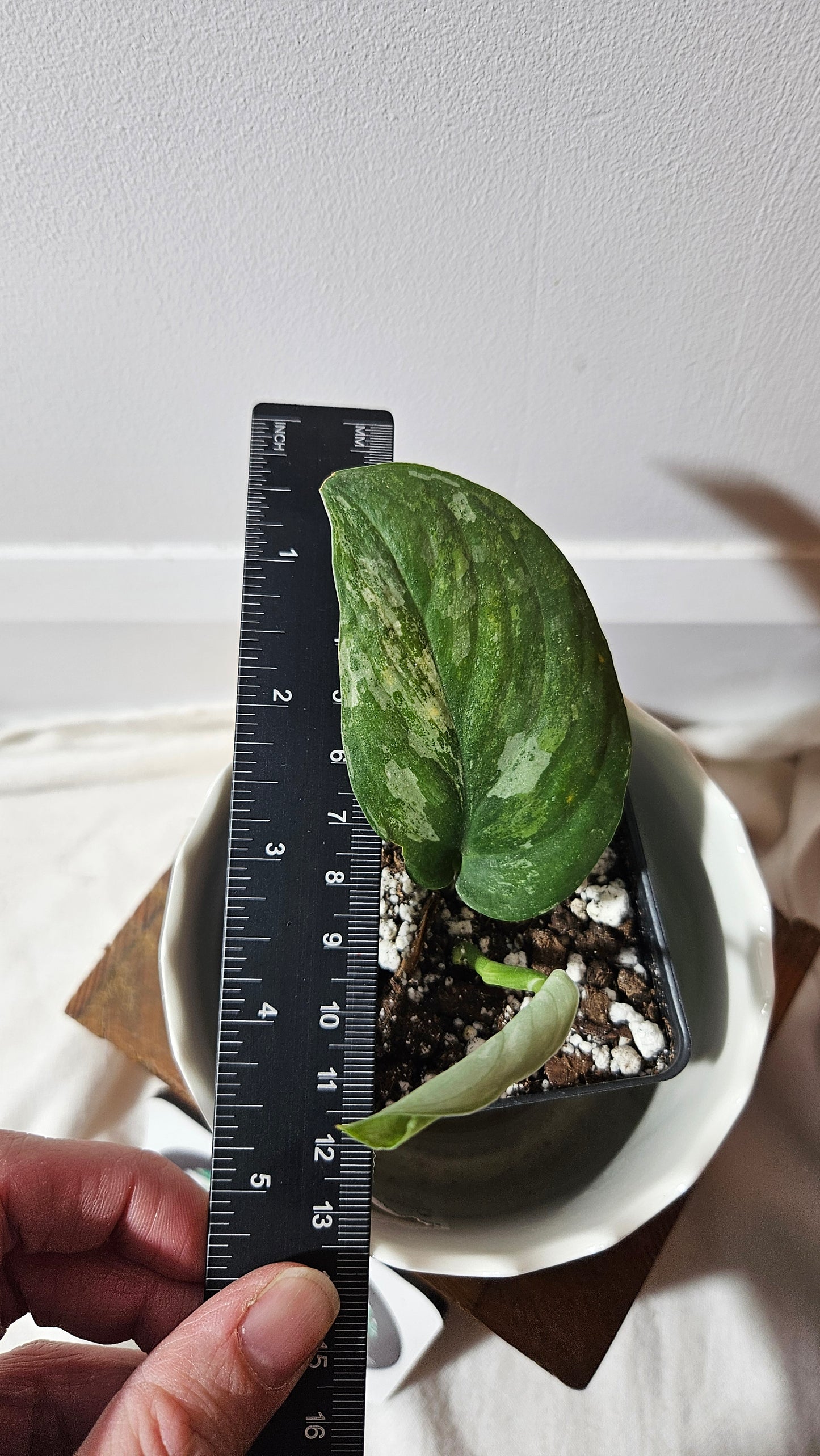 Scindapsus Dark Splash Variegata (SCI-775)