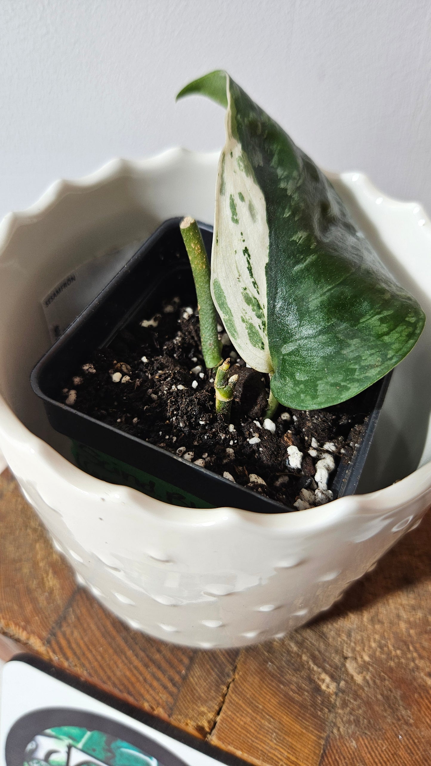 Scindapsus Blue Splash Variegata (SCI-997)