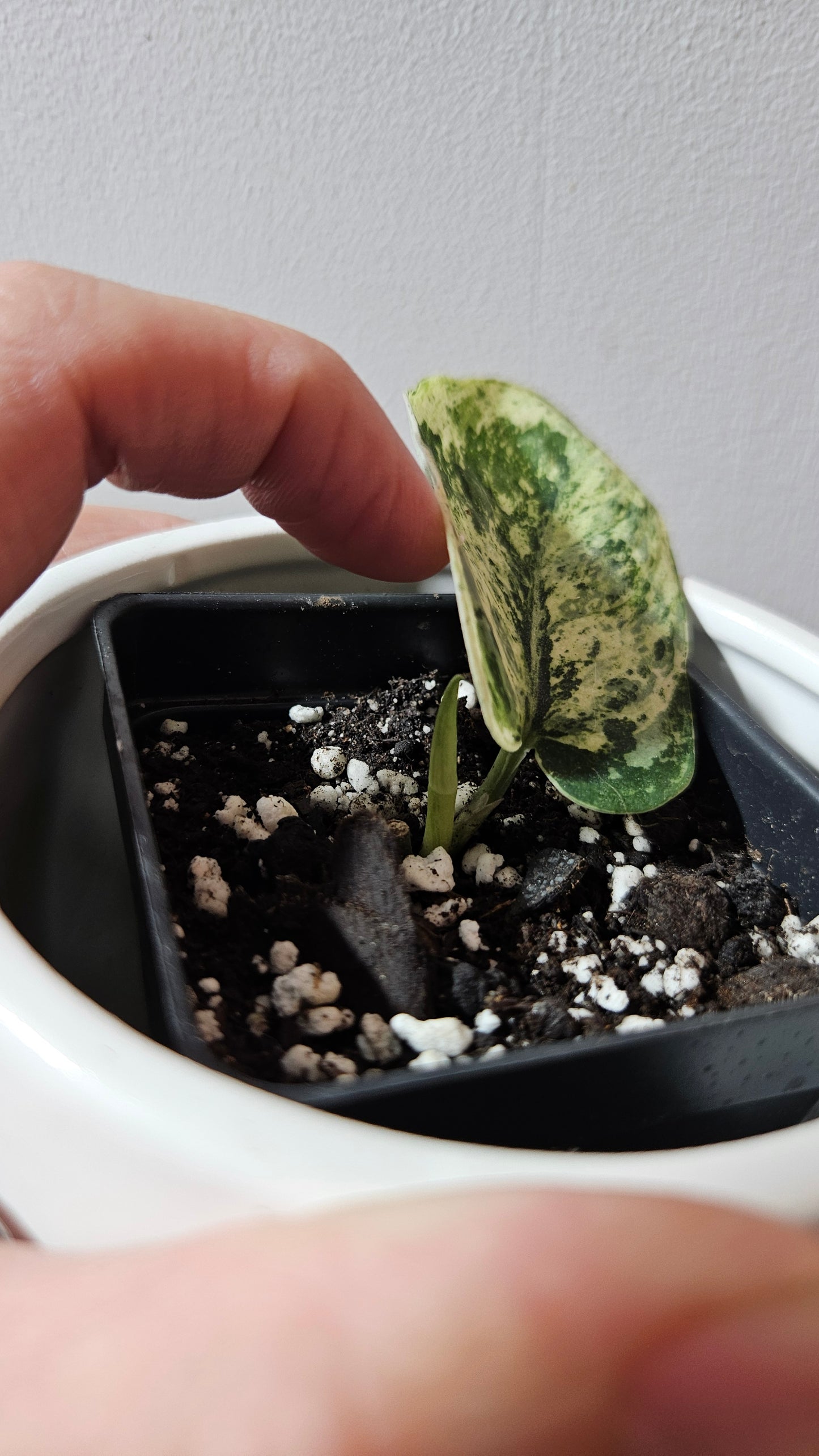 Scindapsus Silver Cloud variegata (SCI-1239)