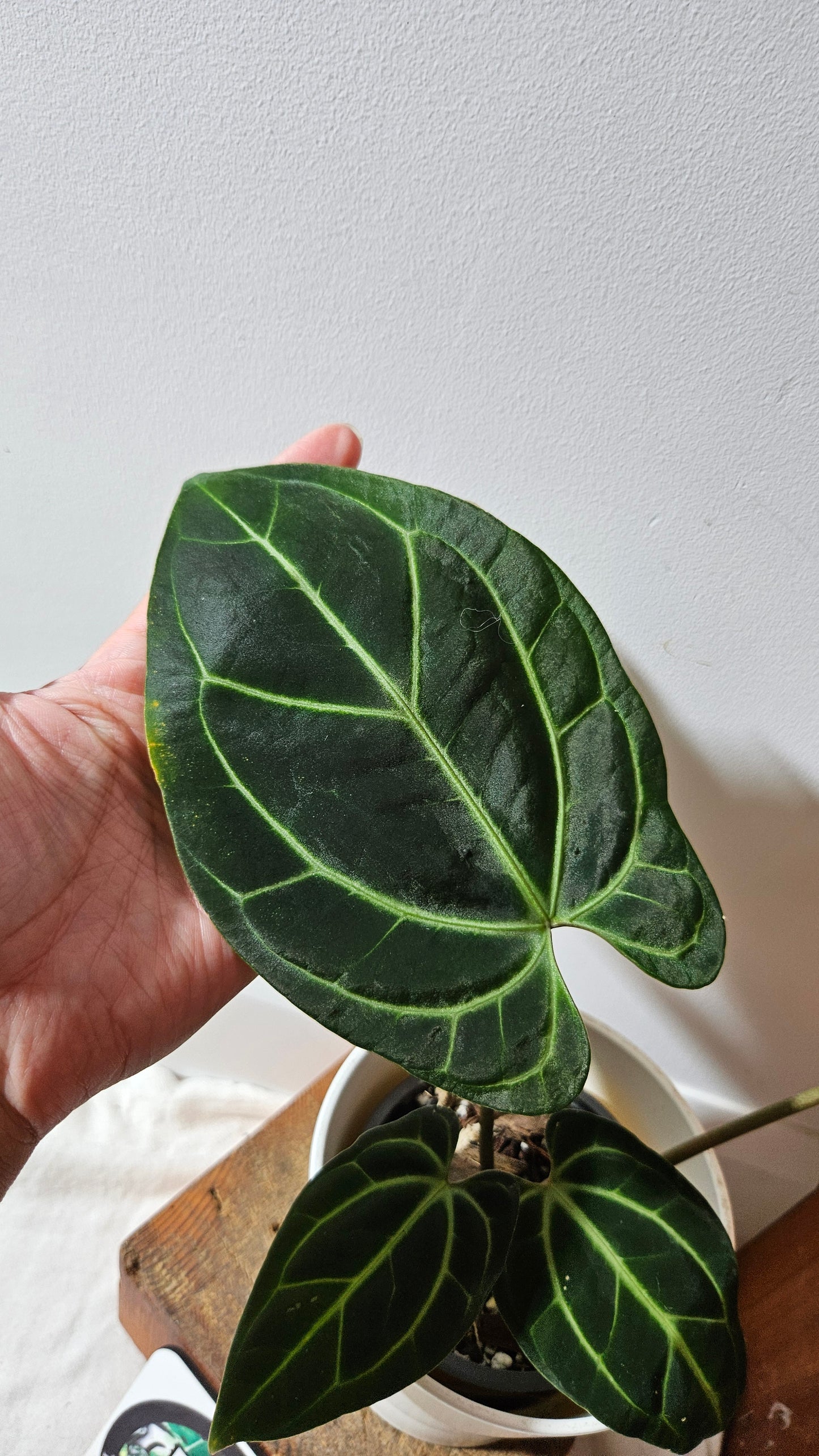 Anthurium Besseae Aff "Format MOYEN/LARGE" (ANT-527)