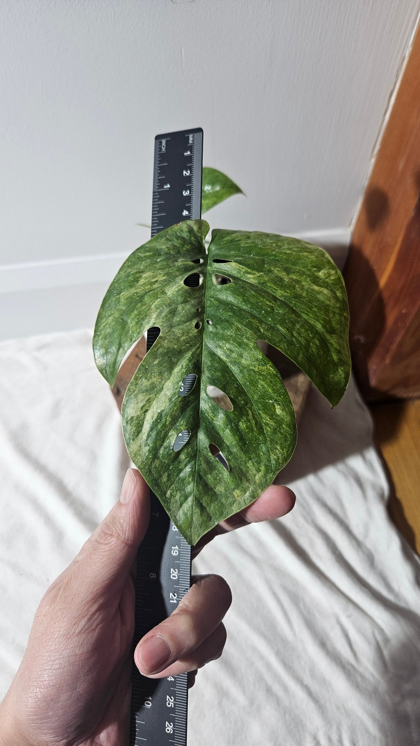 Amydrium Medium Mint Variegata (AMY-027)