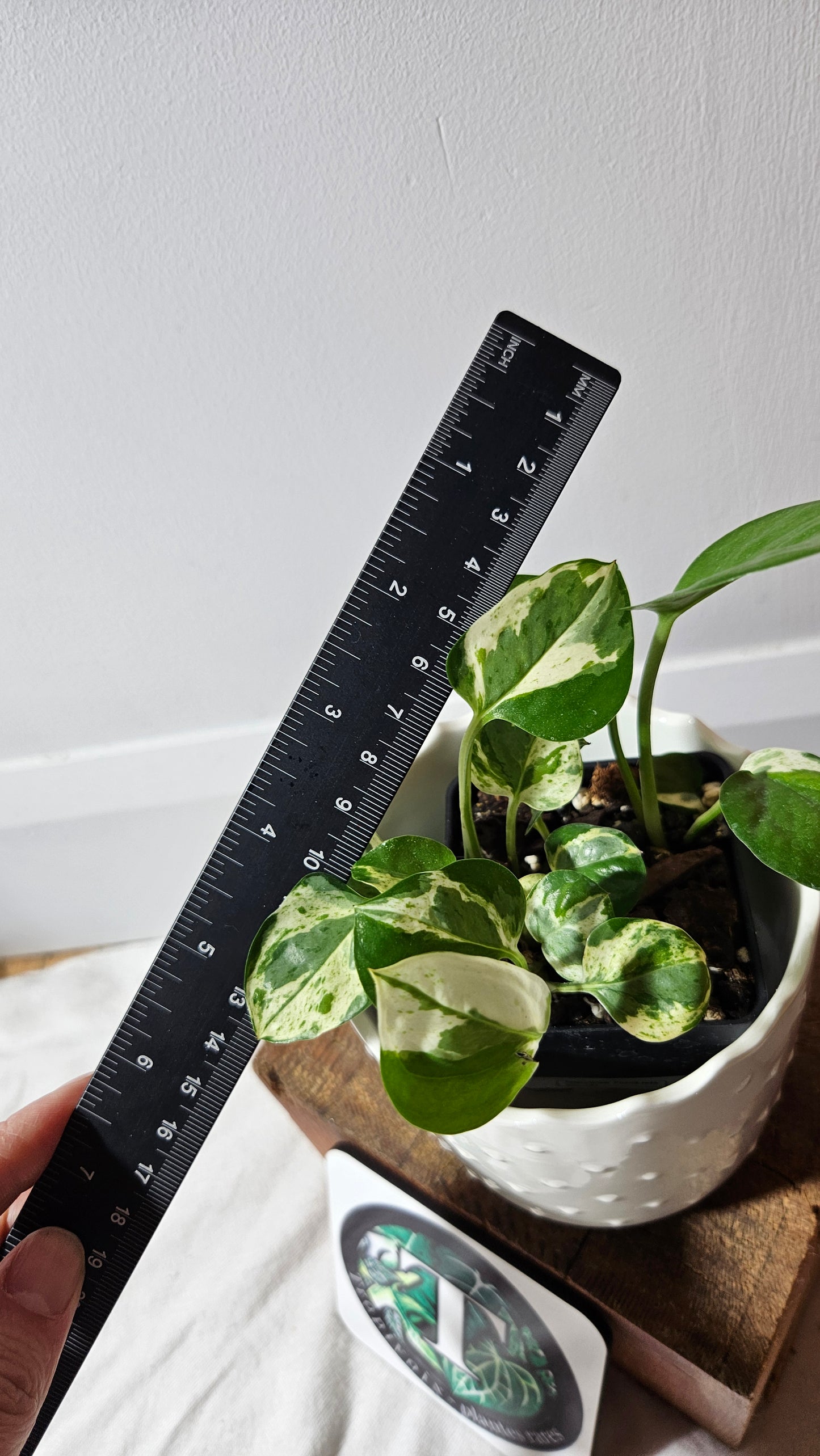 Epipremnum Aureum Pearl&Jade (EPI-191)