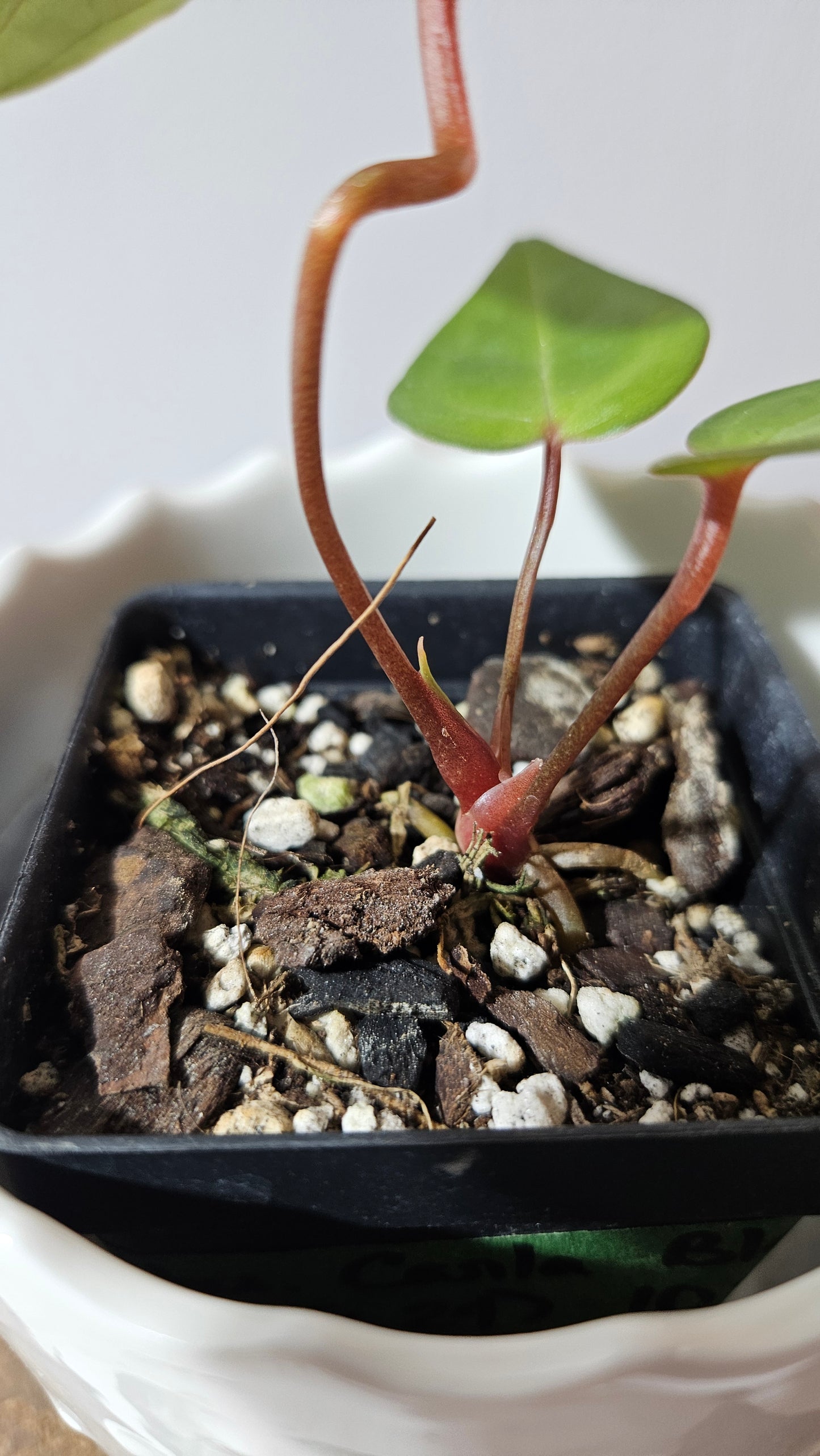 Anthurium Carlablackiae (Indo) X Papillilaminum "format PETIT" (ANT-473)