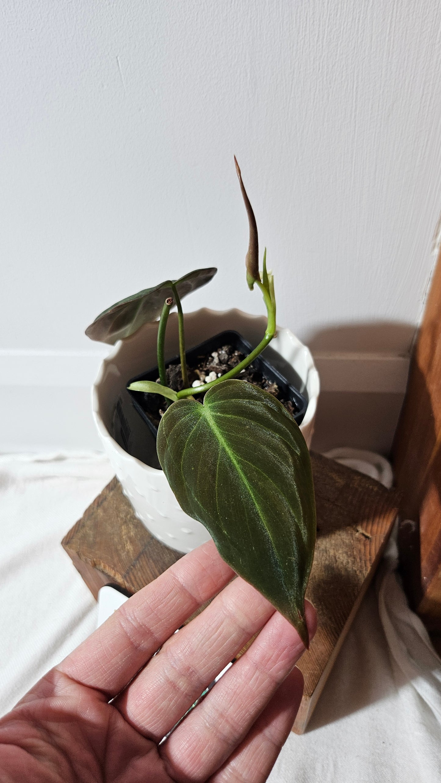 Philodendron Mican Var. REVERT (PHI-843)