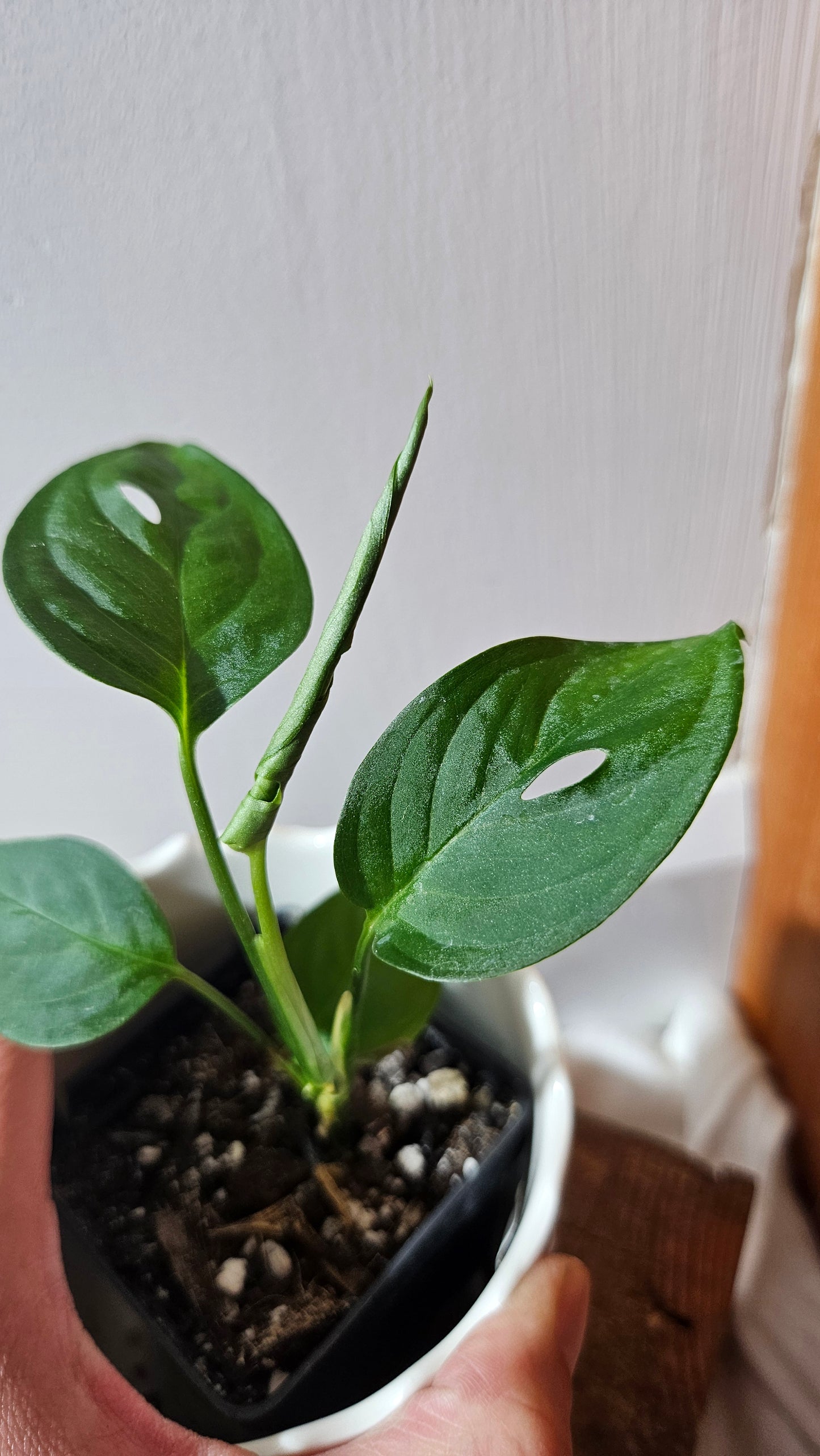 Monstera Obliqua Aff Indanza (MON-437)