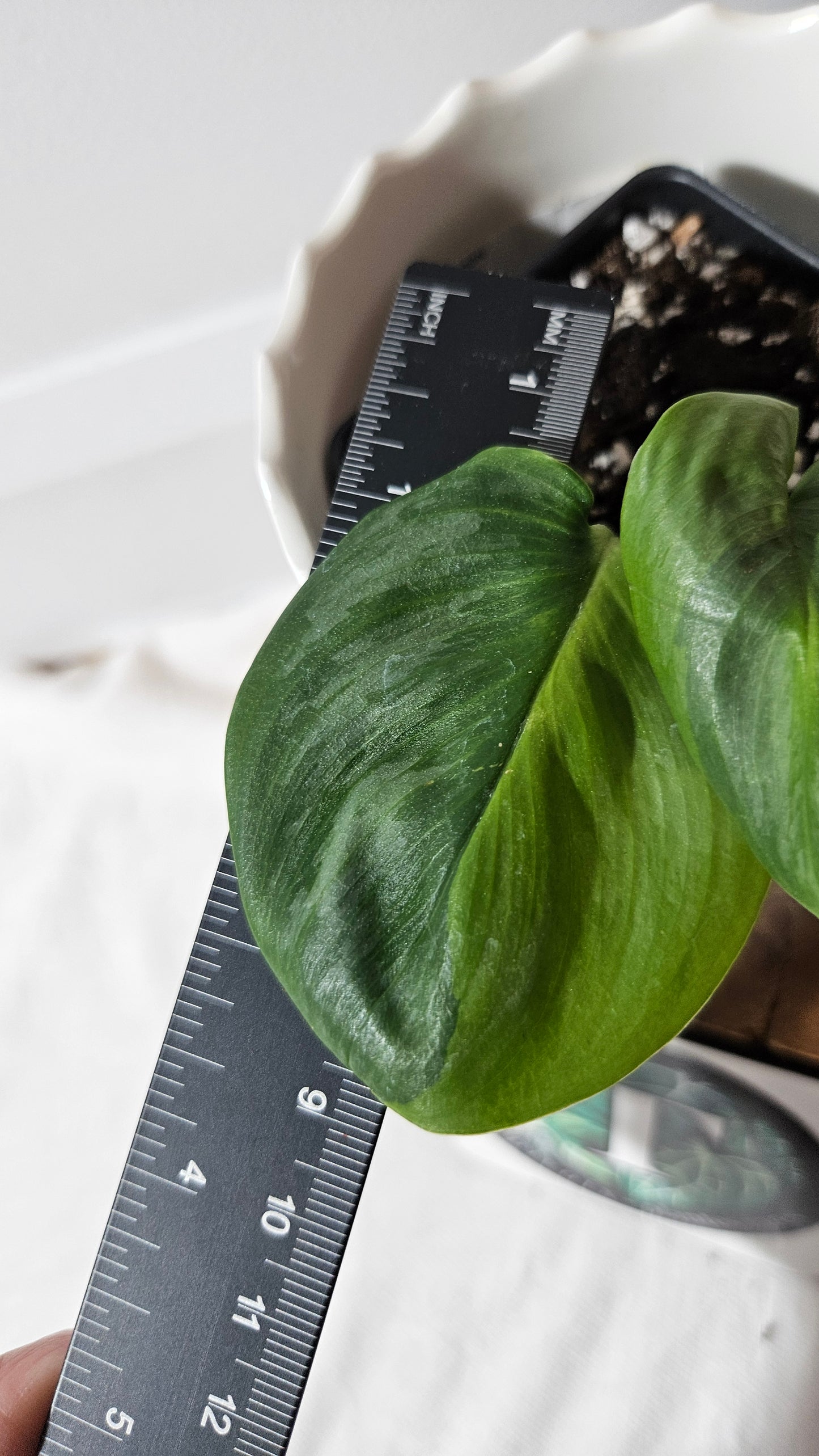 Scindapsus Treubii Moonlight "Green on green" (SCI-982)