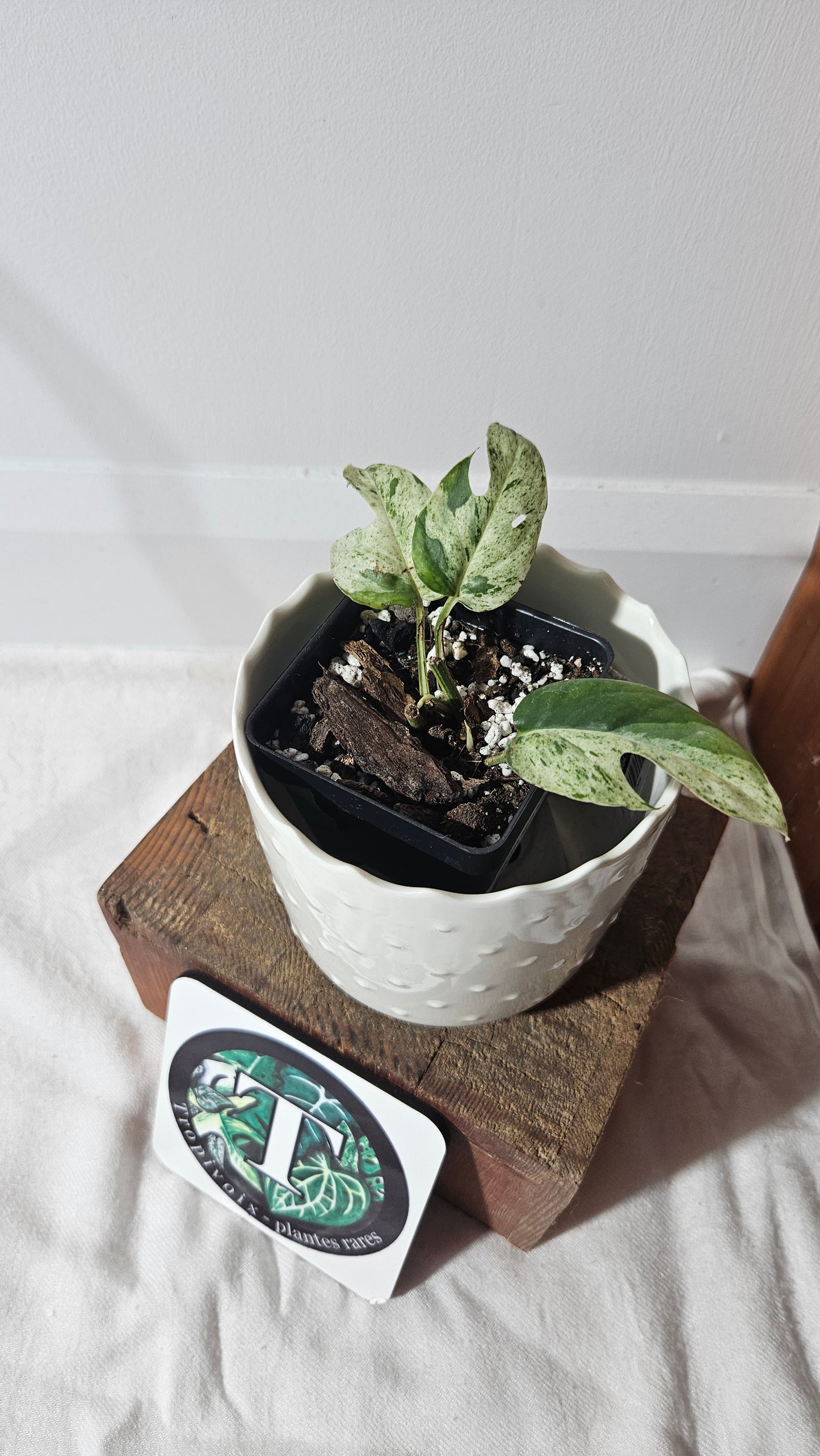 Epipremnum pinnatum Marble (EPI-211)