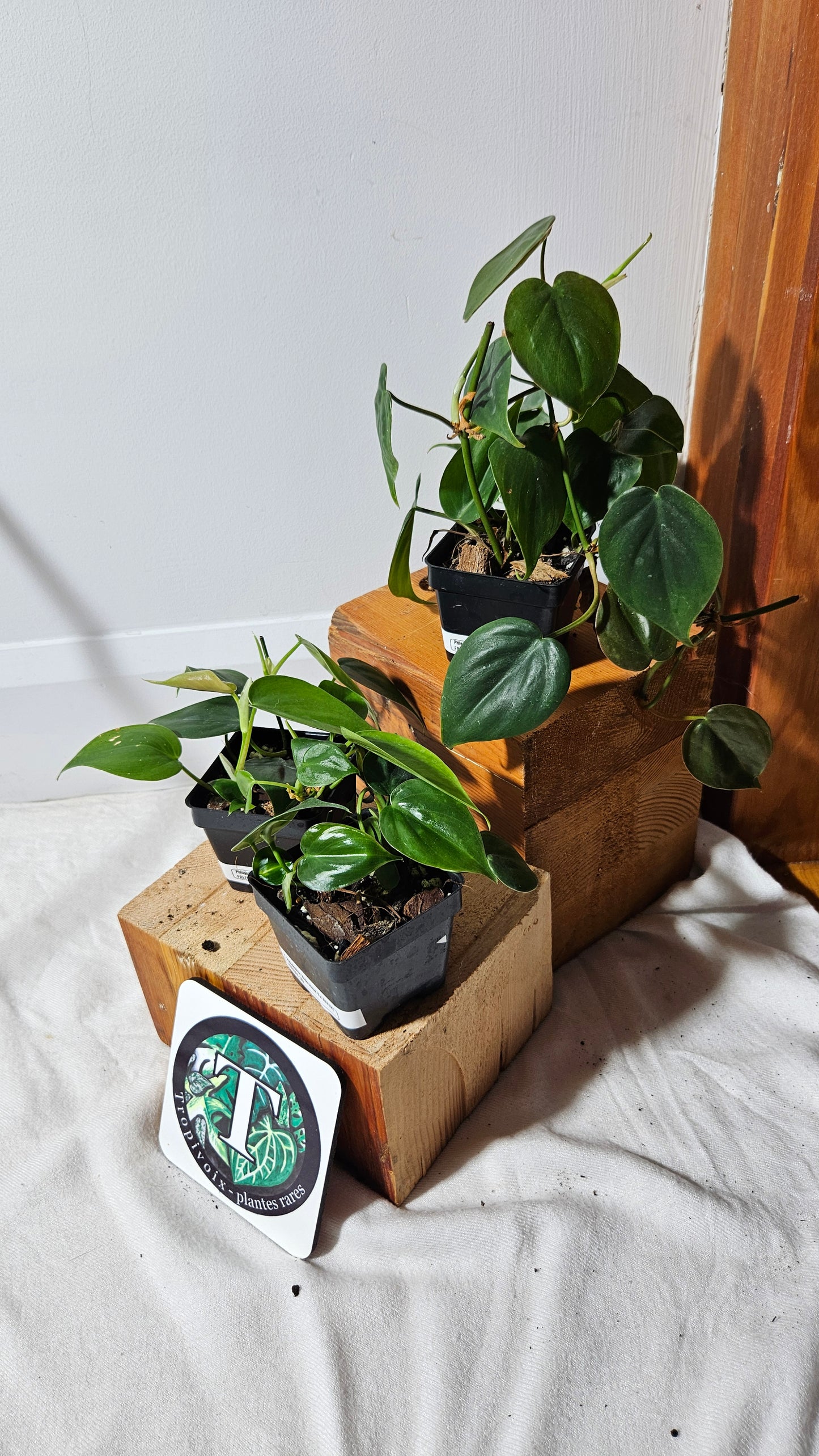 "FREEBIE 126,163-165" (with purchase of $20 before taxes) Philodendron Hederaceum Variegata REVERT 1 FREEBIE/PERSON