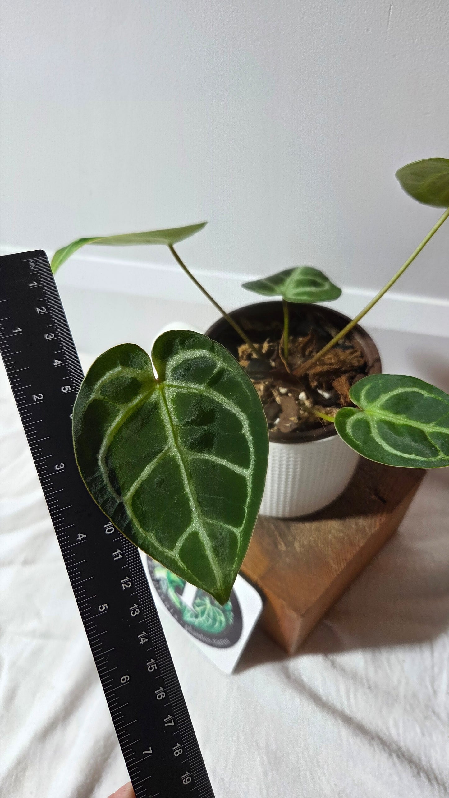 Anthurium Domino Hybrid "format MOYEN" (ANT-658)