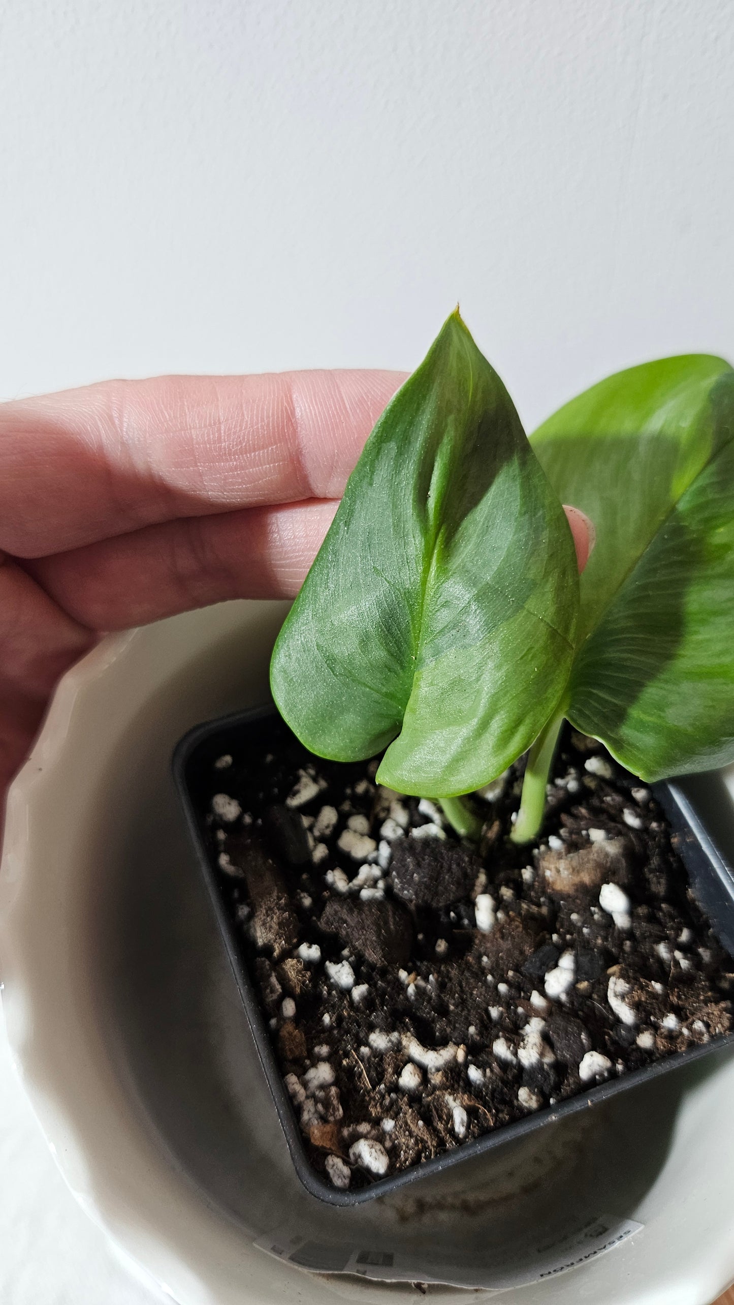 Scindapsus Treubii Moonlight "Green on green" (SCI-982)