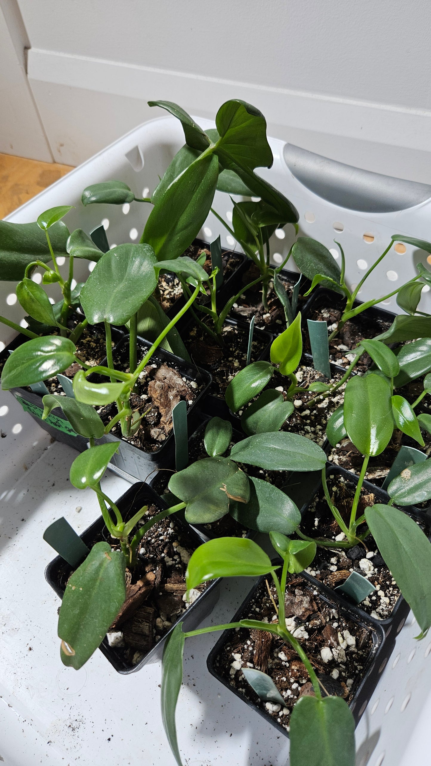 "FREEBIE 226 " (avec achat de 40$ avant taxes) Philodendron Violin 1 FREEBIE /PERSONNE