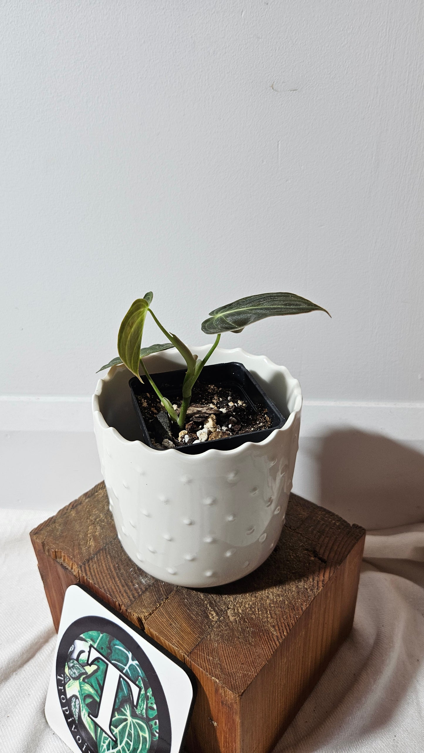 Philodendron Melanochrysum (PHI-860)
