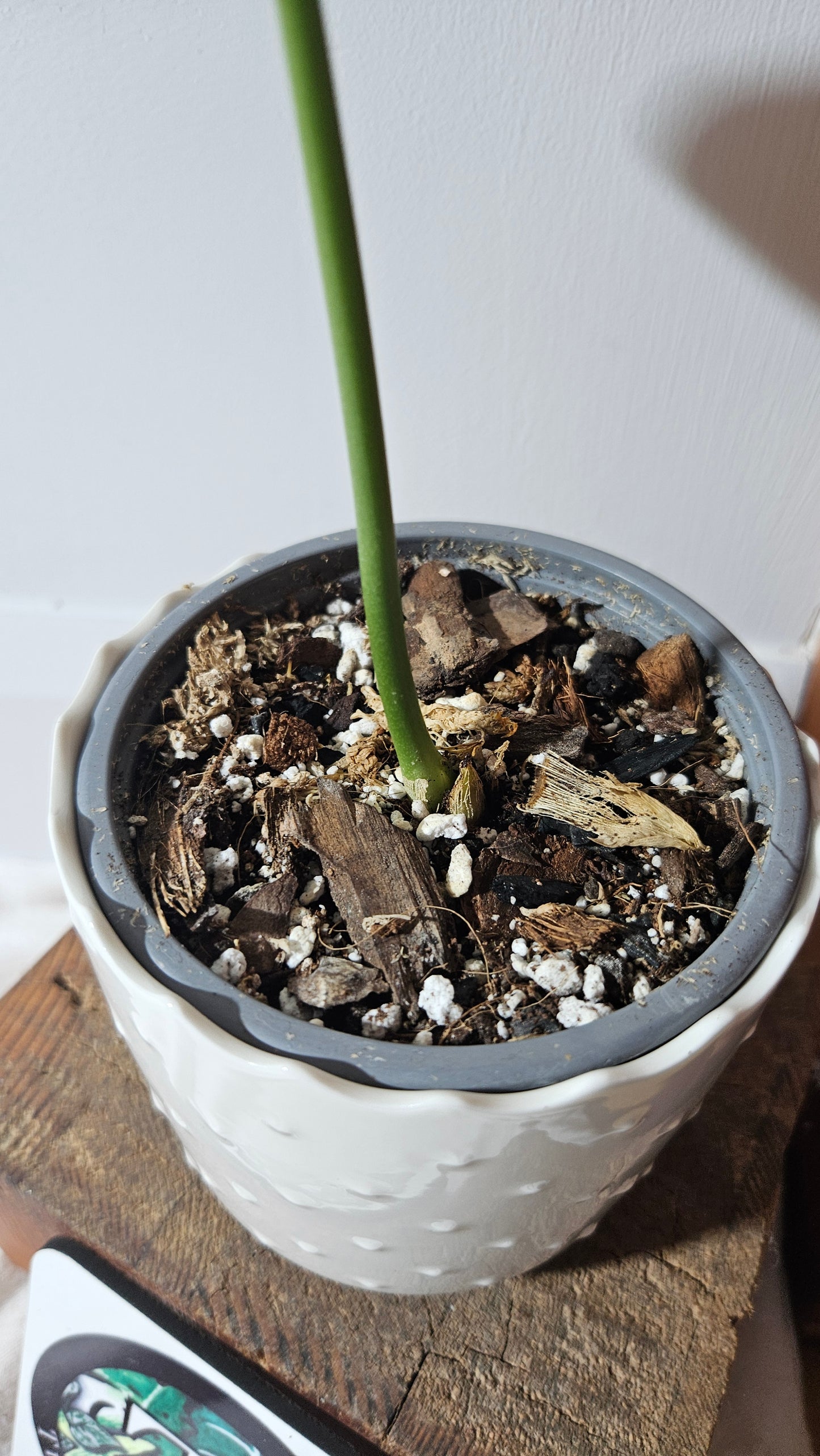 Anthurium Waterburyanum "format MOYEN" (ANT-391)
