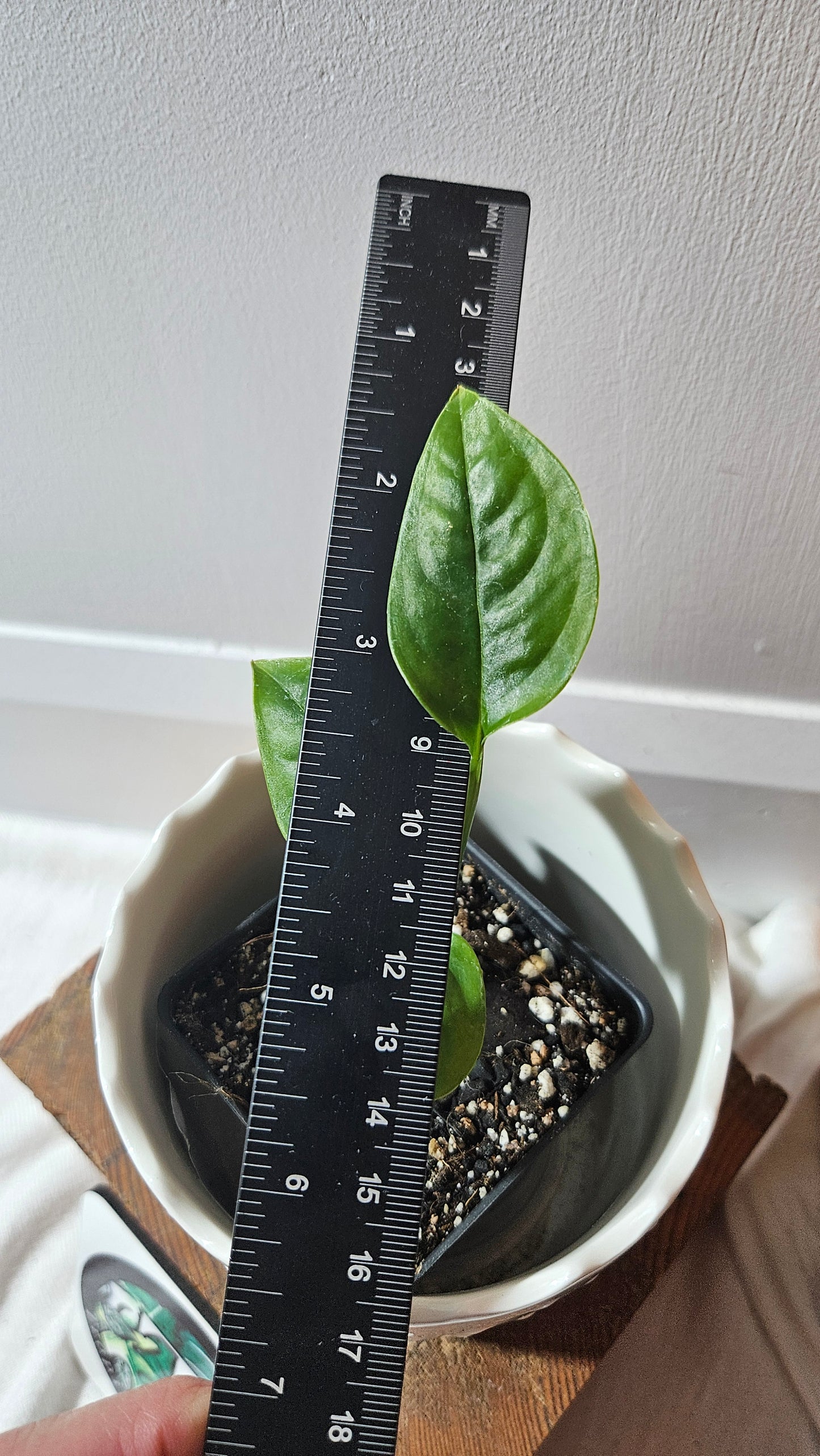 Monstera Obliqua Aff Limon (MON-433)