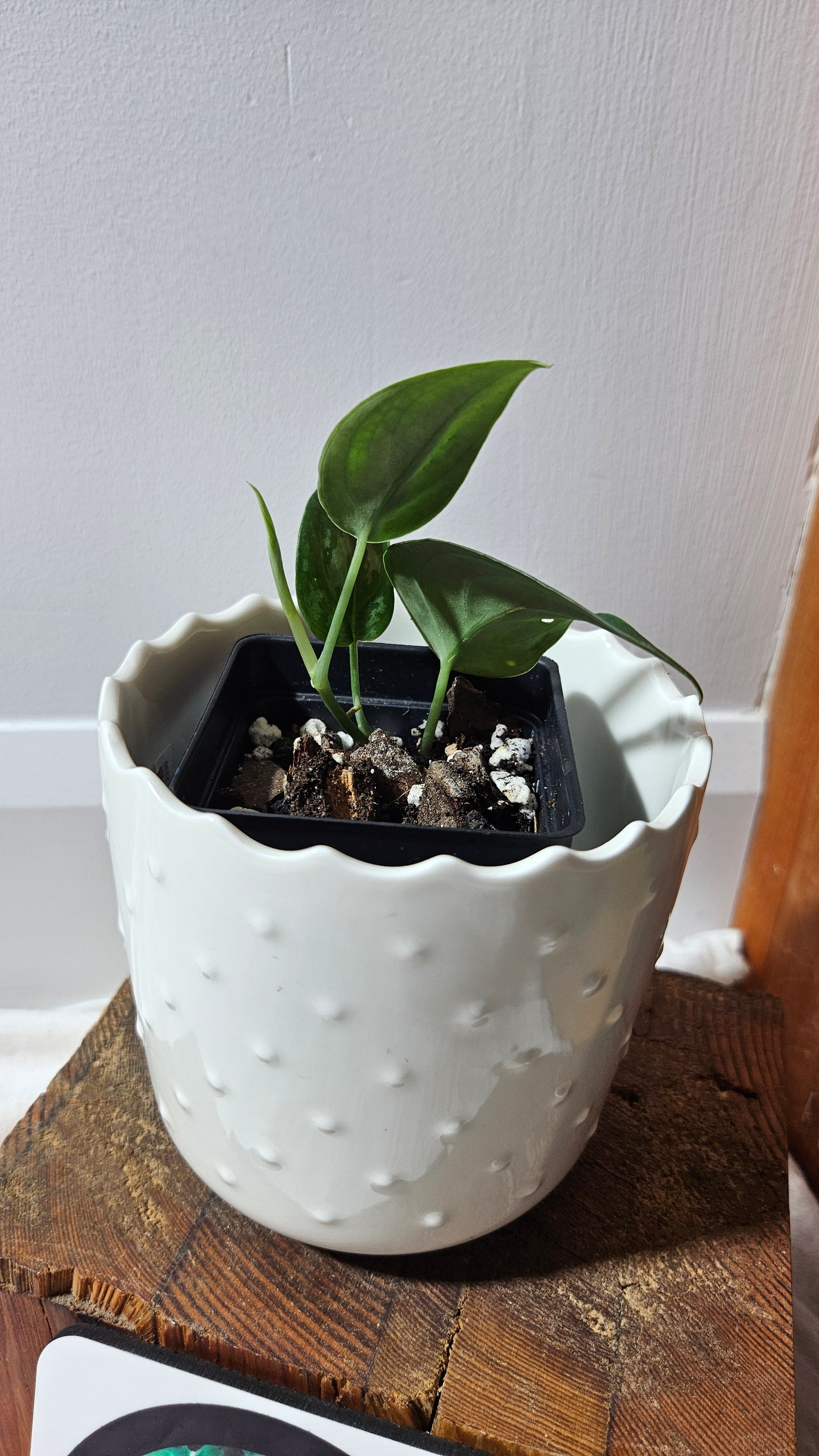 Scindapsus Black Exotica (SCI-1328)