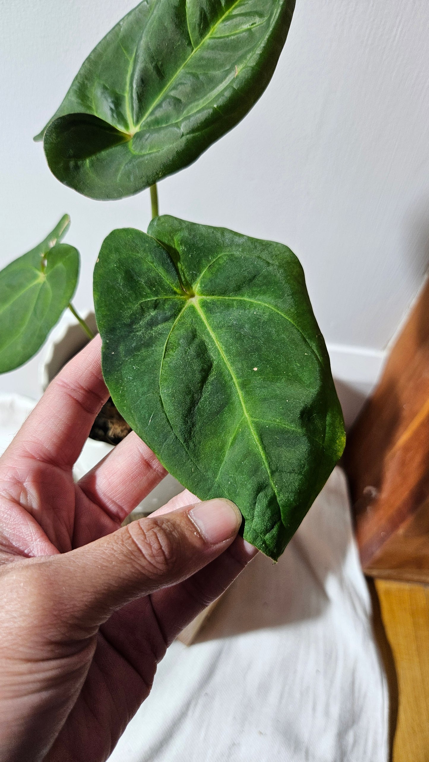 Anthurium Goliath "format MOYEN" (ANT-256)