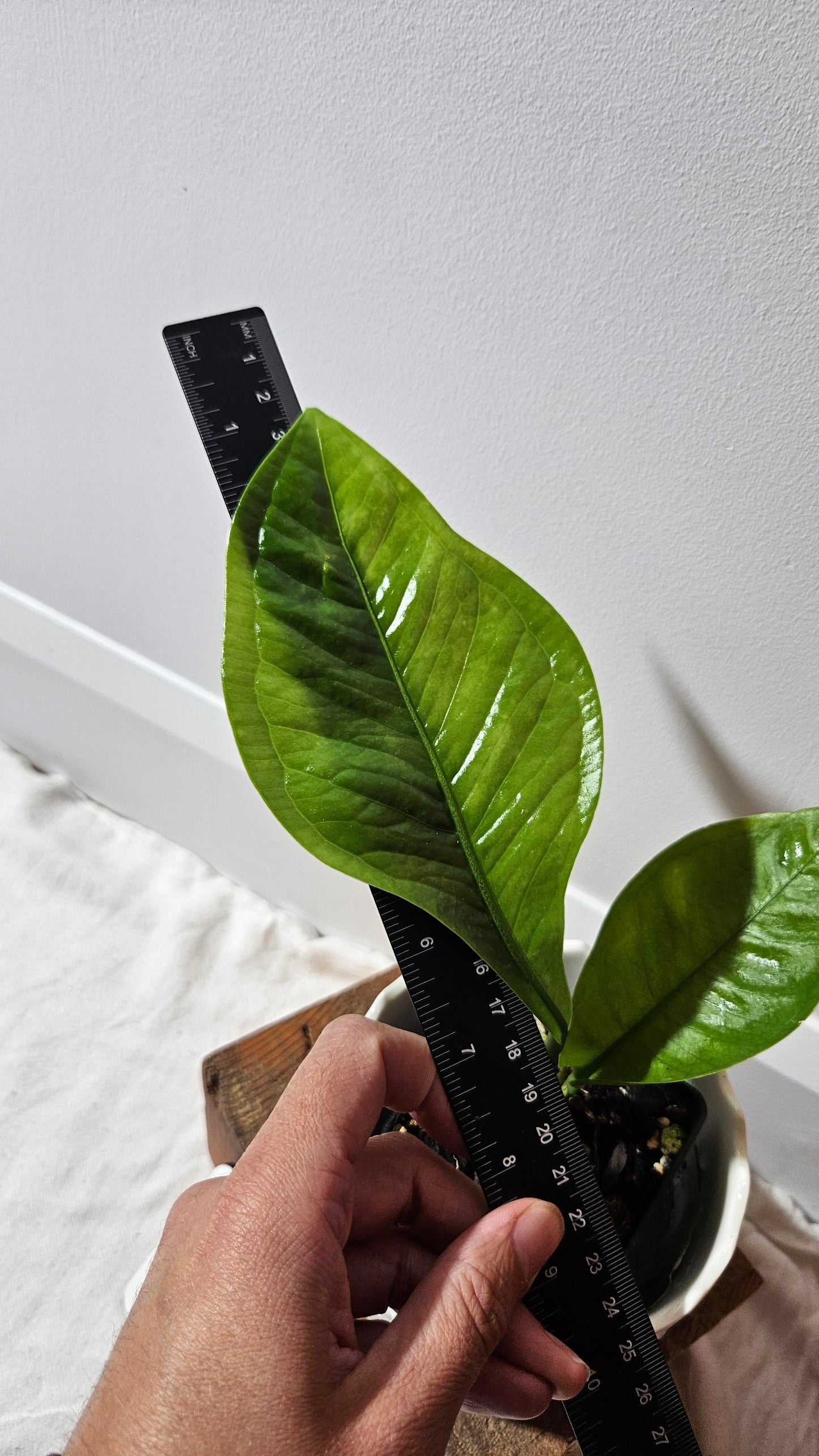 Anthurium Oxycarpum "format PETIT"(ANT-301)