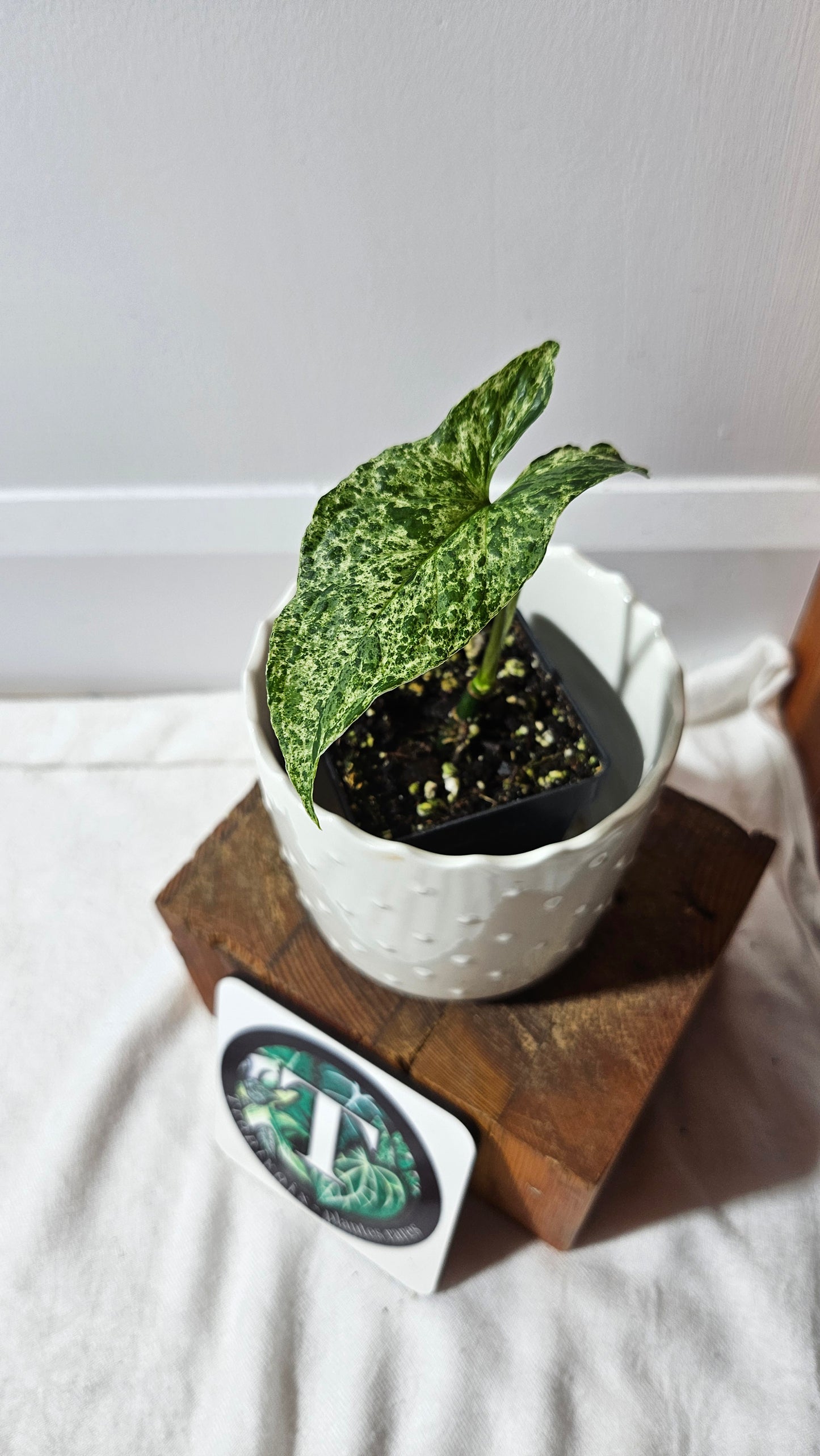 Syngonium Mojito (SYN-441)