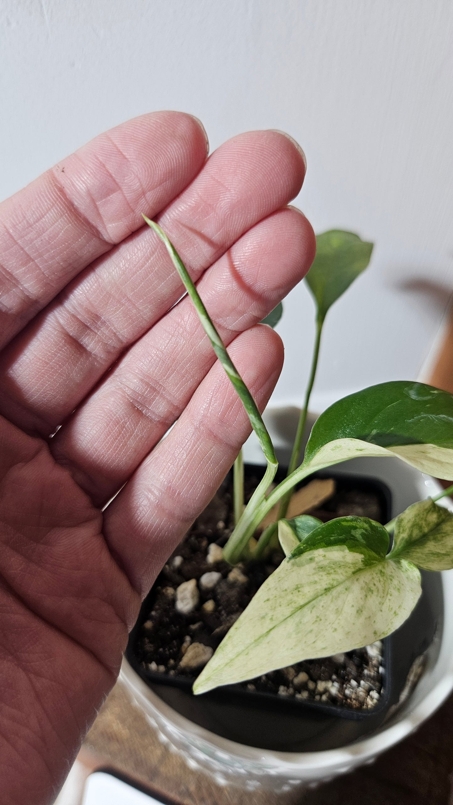 Monstera Laniata Mint (MON-398)