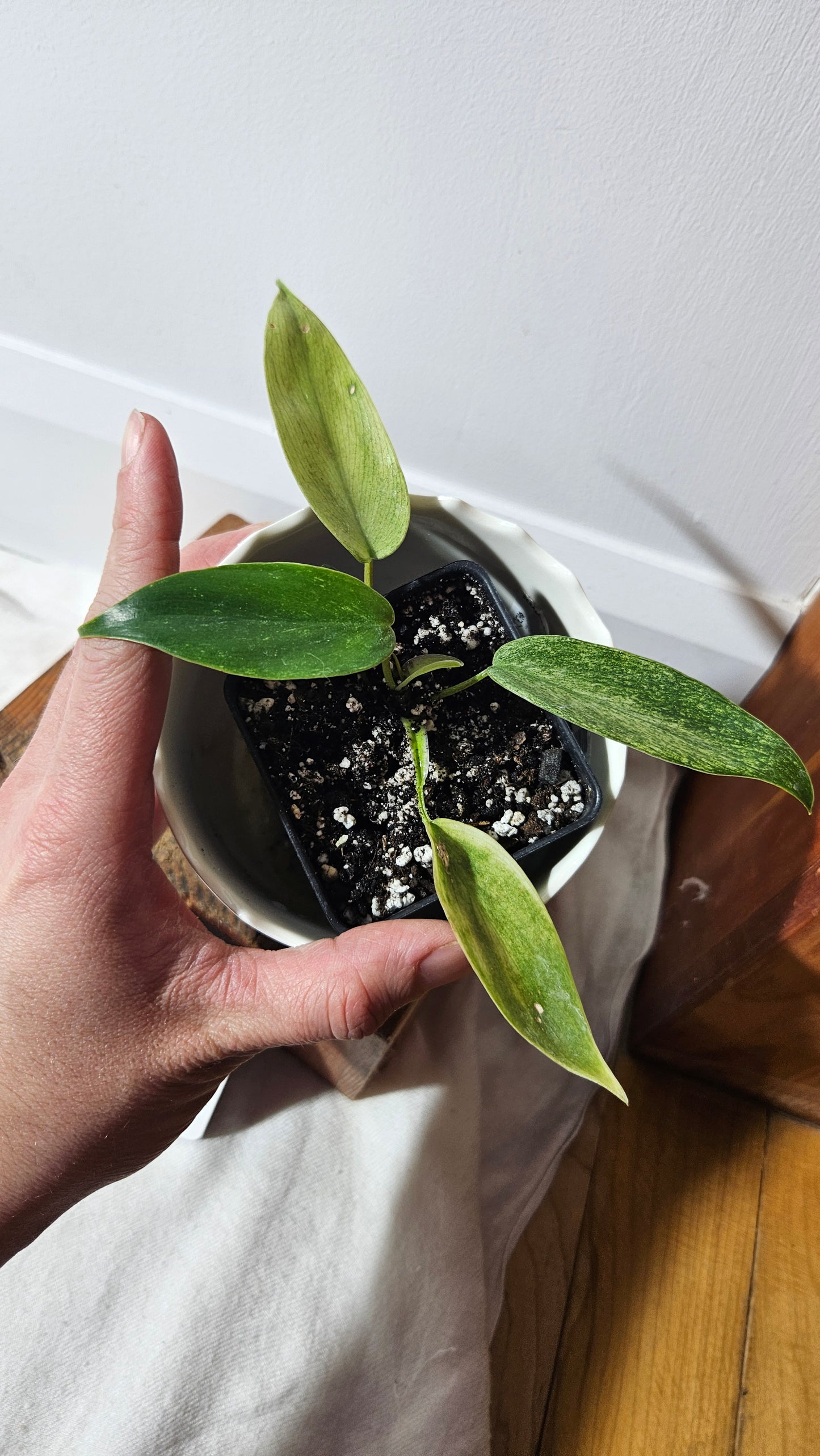 Philodendron Florida Ghost (PHI-567)