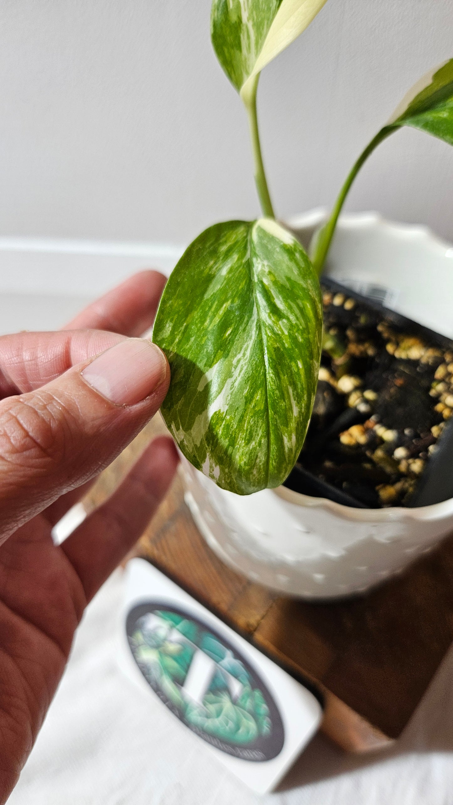 Monstera Lechleriana Albo (MON-195)