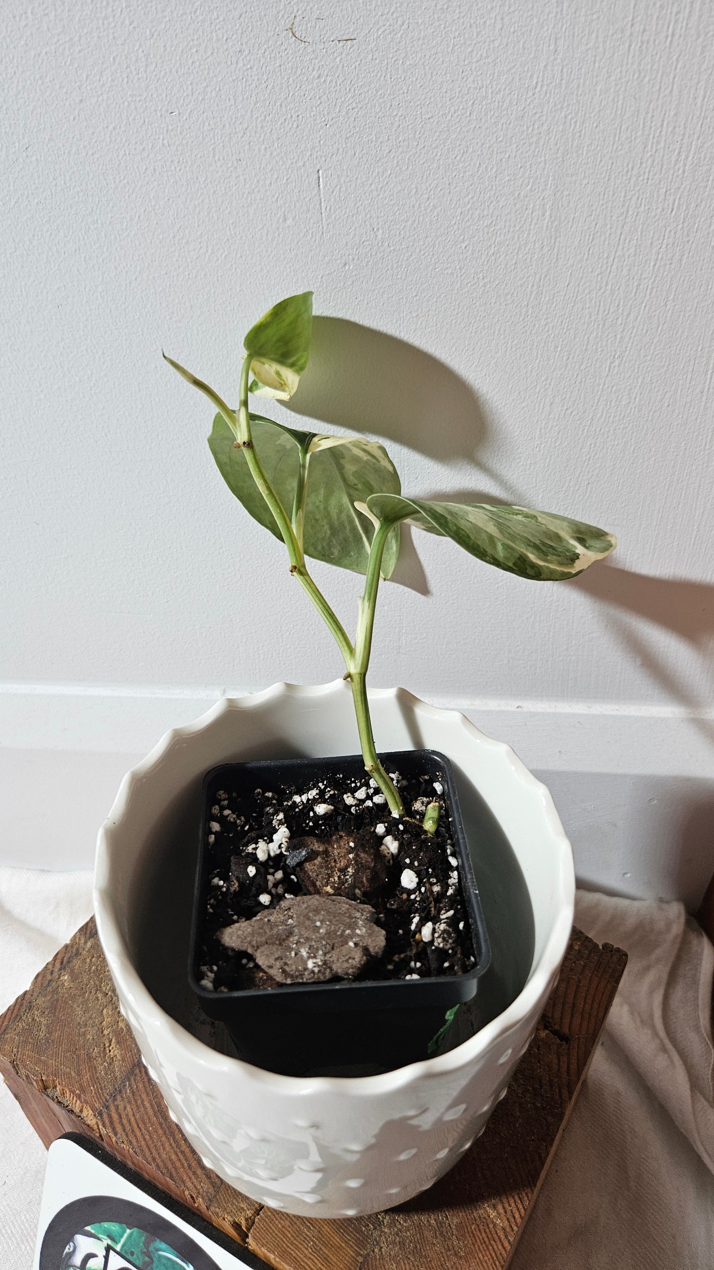 Scindapsus Salamount (SCI-993)