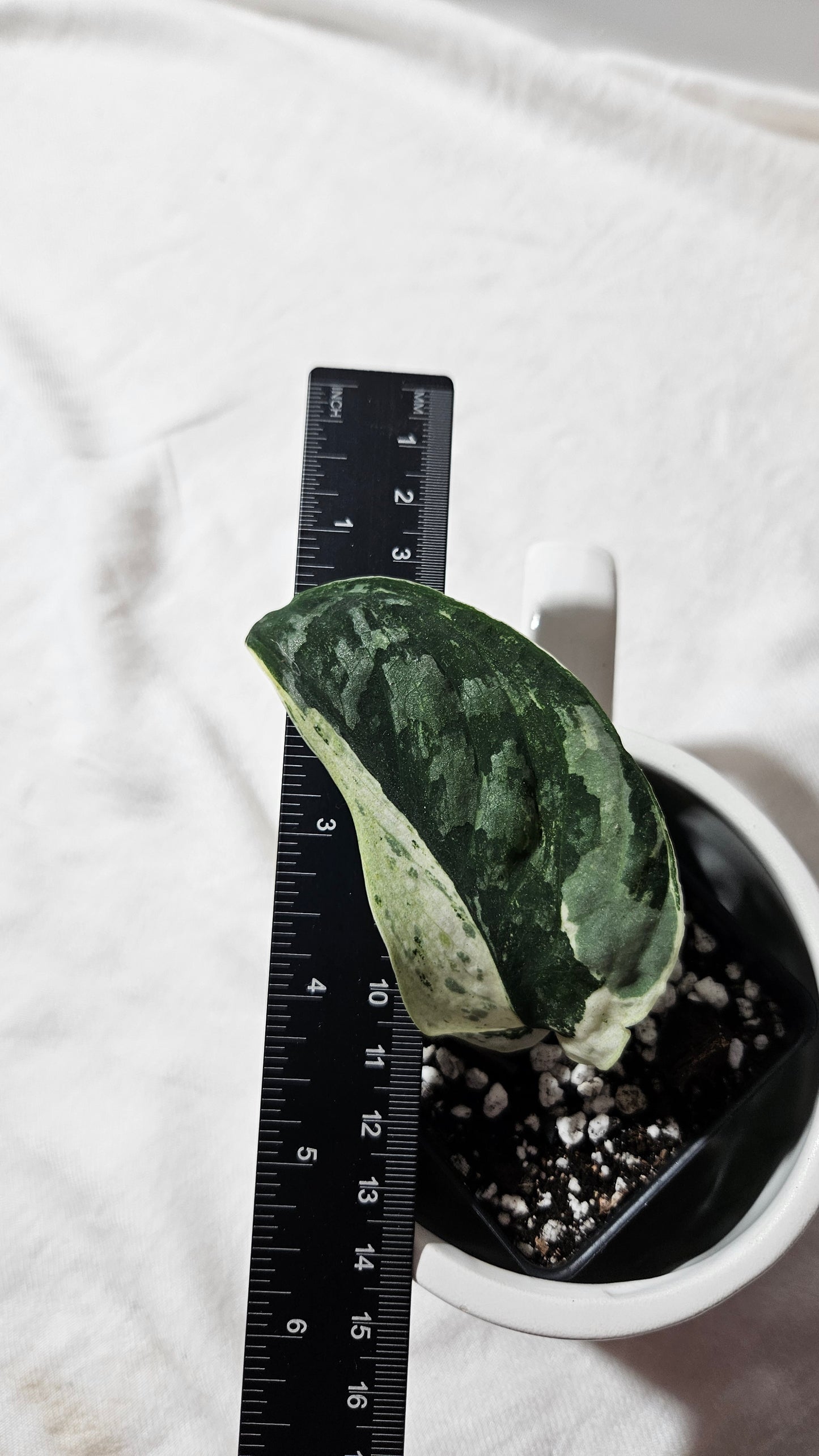 Scindapsus Black Dragon white (SCI-1076)
