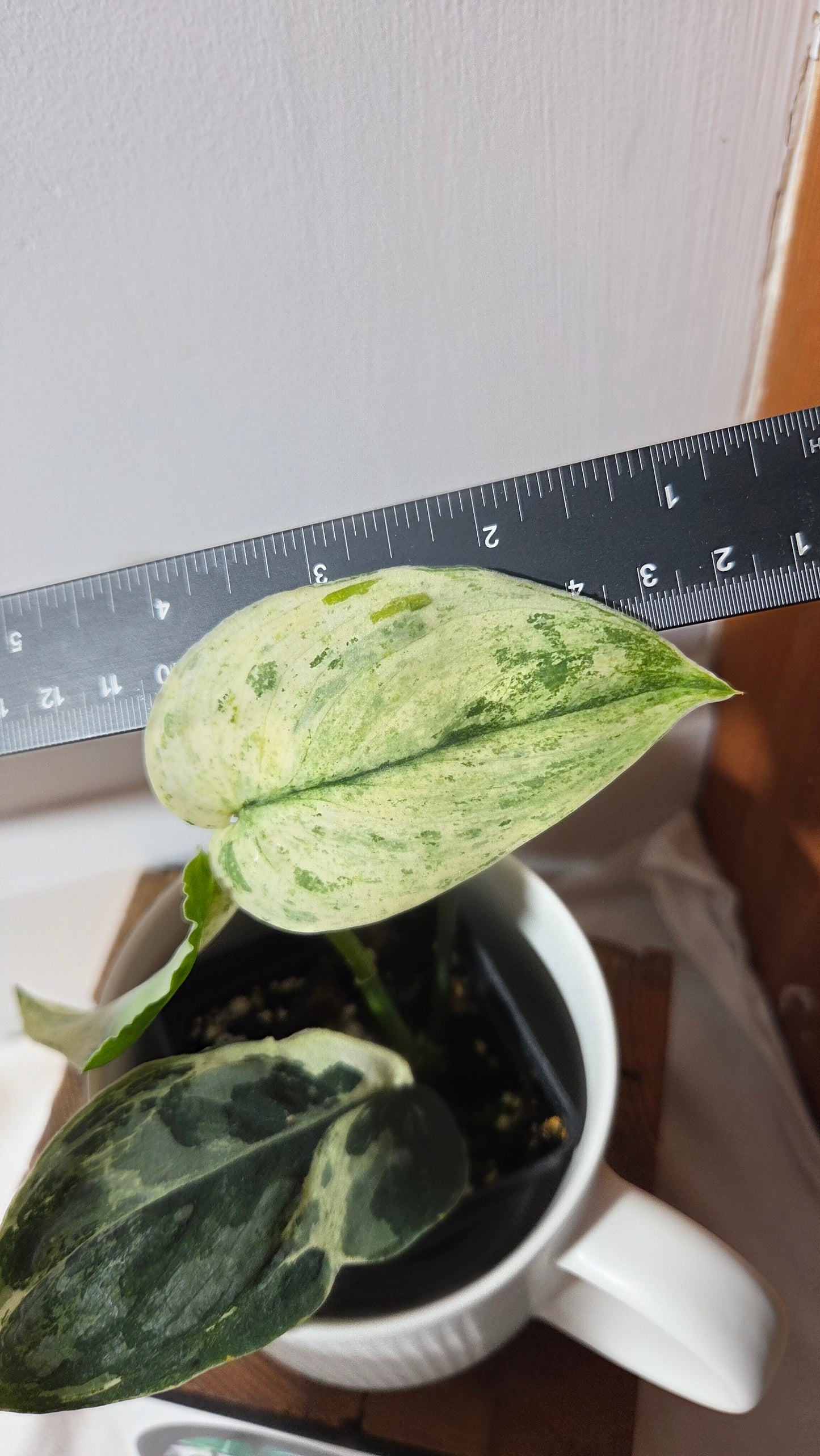 Scindapsus Black Dragon white (SCI-1075)