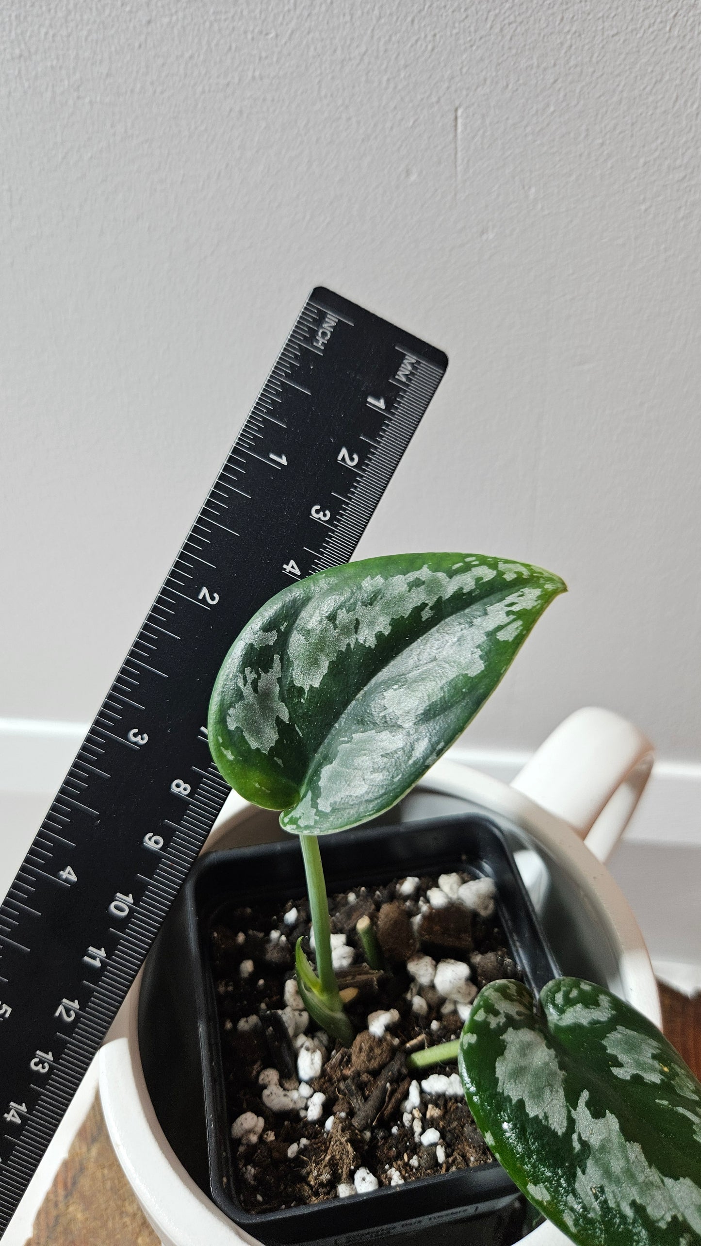 Scindapsus Dark Tricolore (SCI-1223)