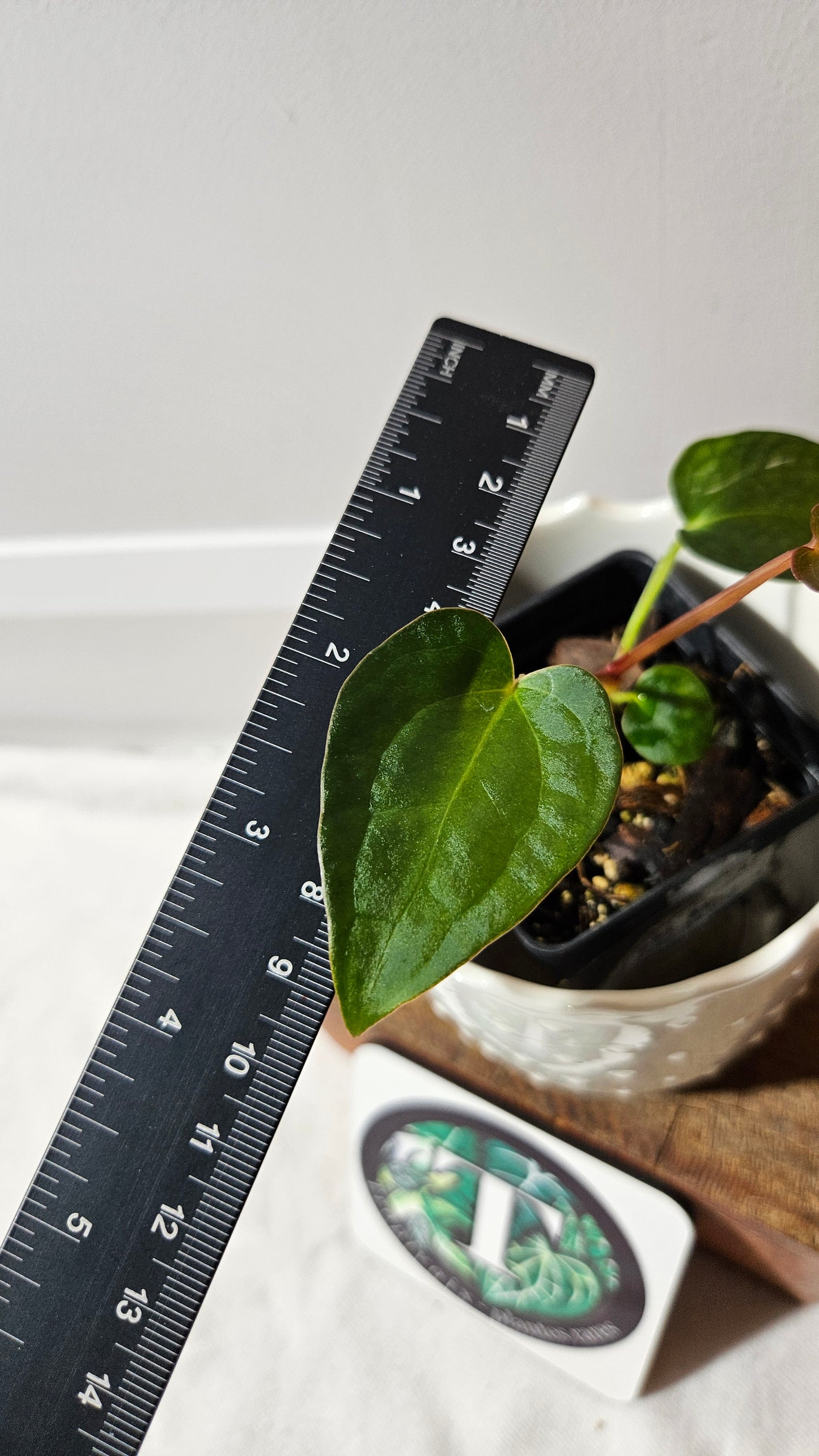 Anthurium Magnificum X Napo "format PETIT" (ANT-561)