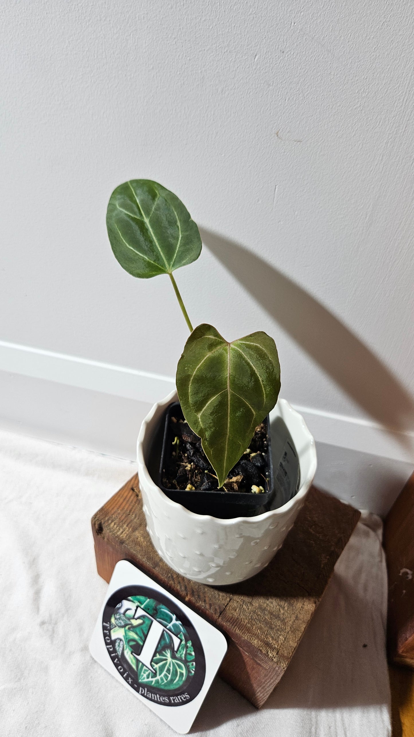 Anthurium Dorayaki Silver Hybrid "format PETIT"( ANT-184)